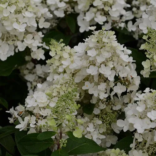 Bakker Arbustes Hortensia Candlelight paniculé pot 3L blanc