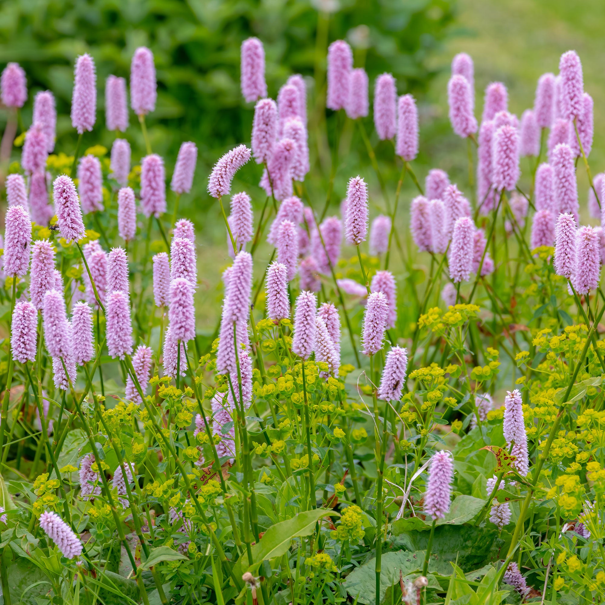 Bakker Renouée Persicaria Superba vivace pot 8cm rose