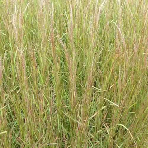 Bakker Andropogon Cairo graminée pot Ø9cm rouge automne