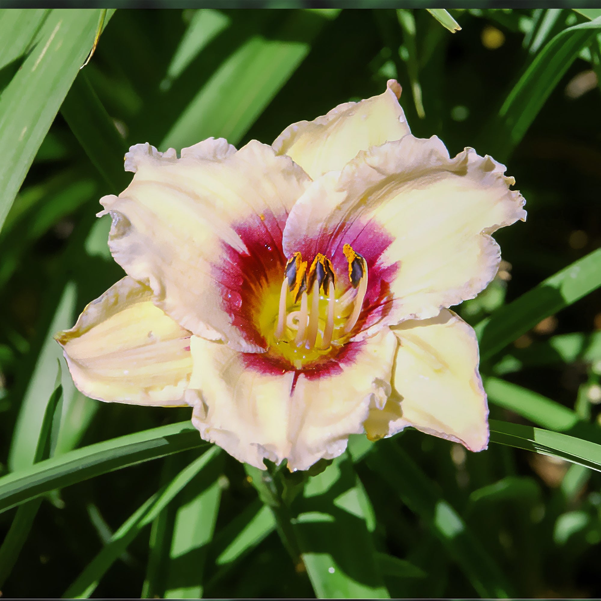 Bakker Plantes vivaces Hémérocalle Snowy Eyes fleur blanche pot 9cm