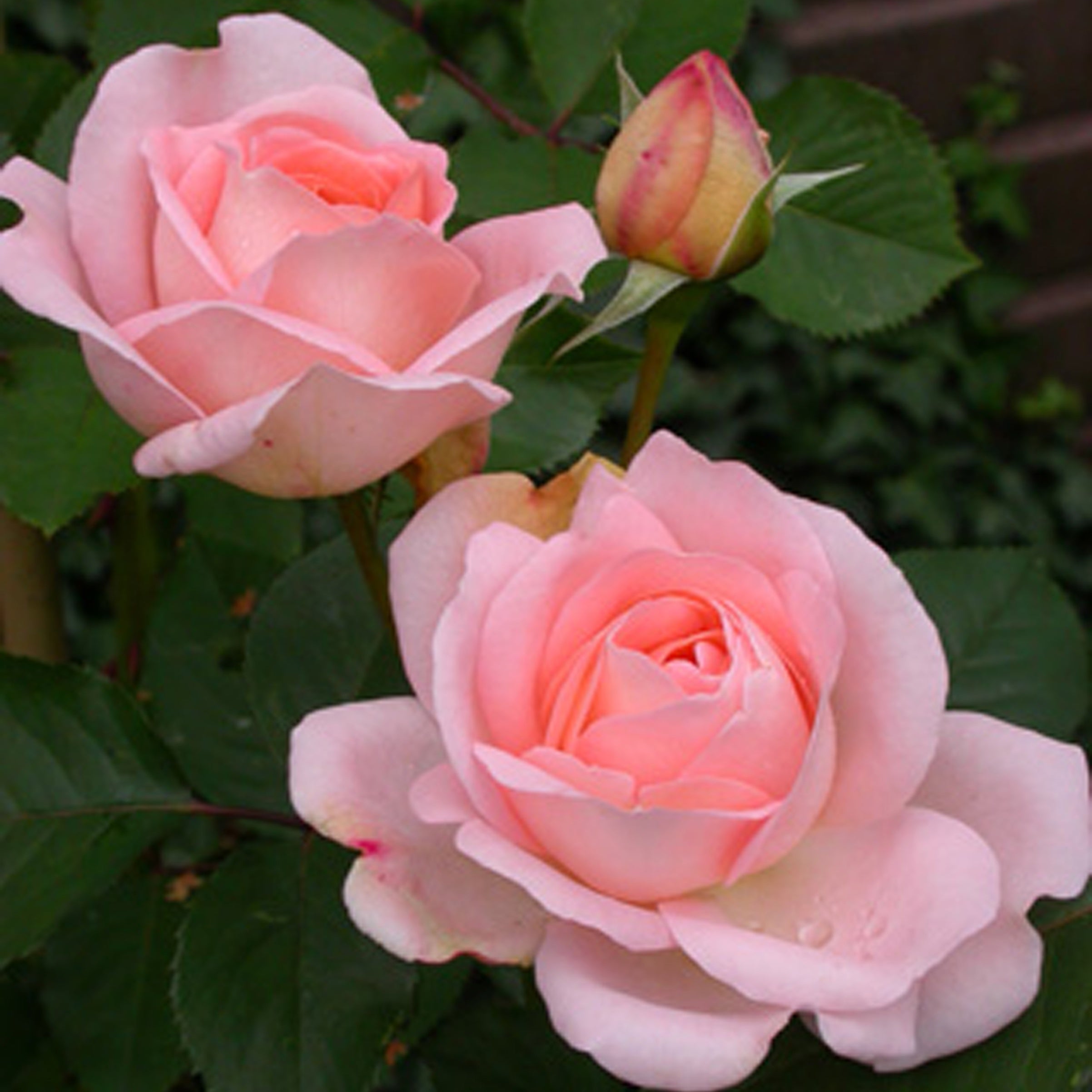 Bakker Rosiers Rosier Clair Renaissance rosier pot 4L rose parfumé