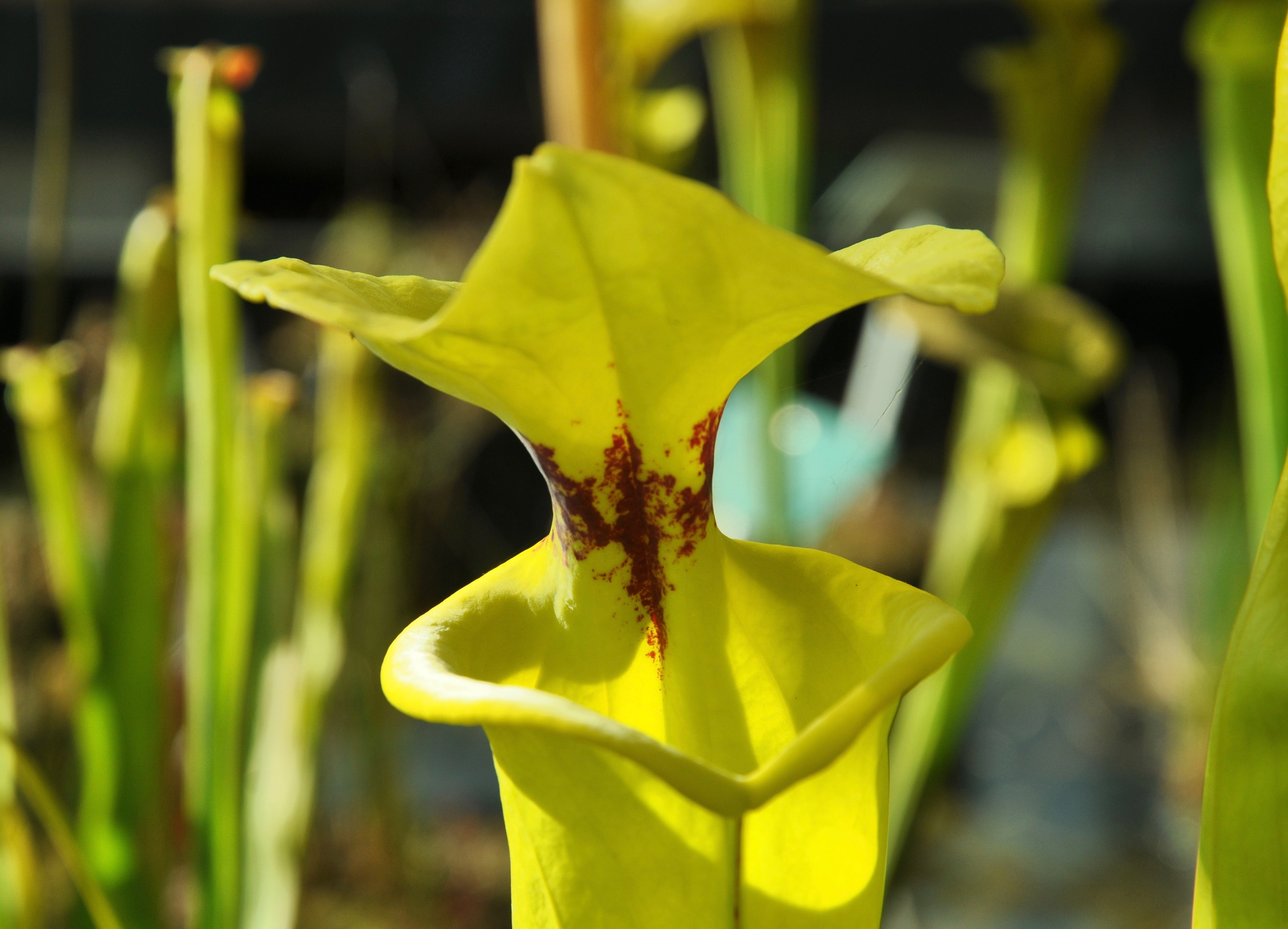 Carniflore Sarracenia flava rugelii plante trompette pot 11cm