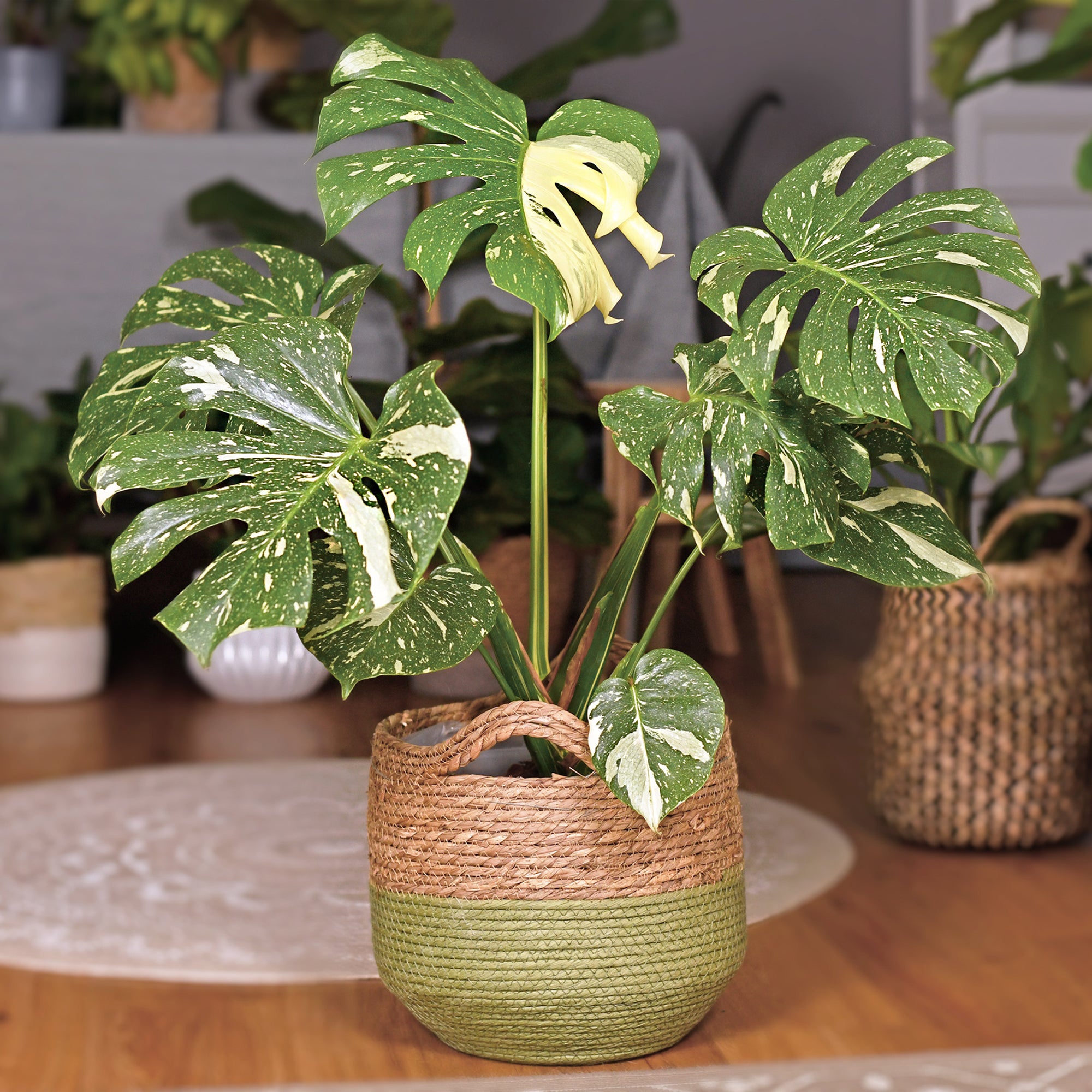 Bakker Thai Constellation monstera intérieur pot 12cm panaché