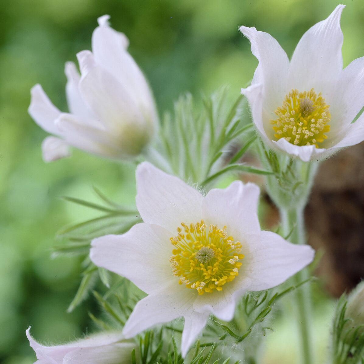Bakker Plantes vivaces Anémone pulsatille blanche pot 9cm