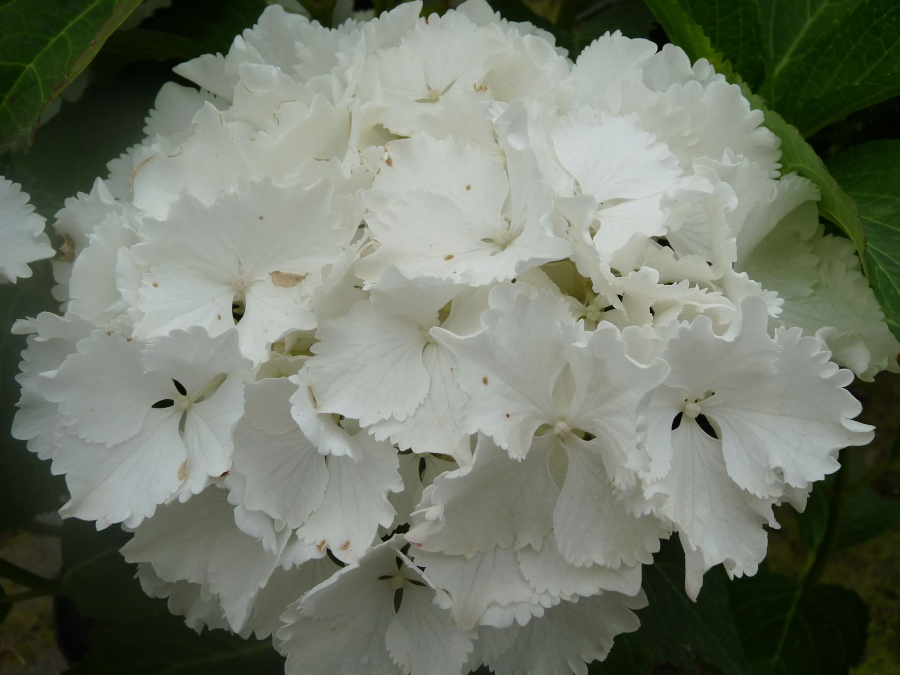 Les Hortensias du Haut Bois Nymphe hortensia boule pot 3L