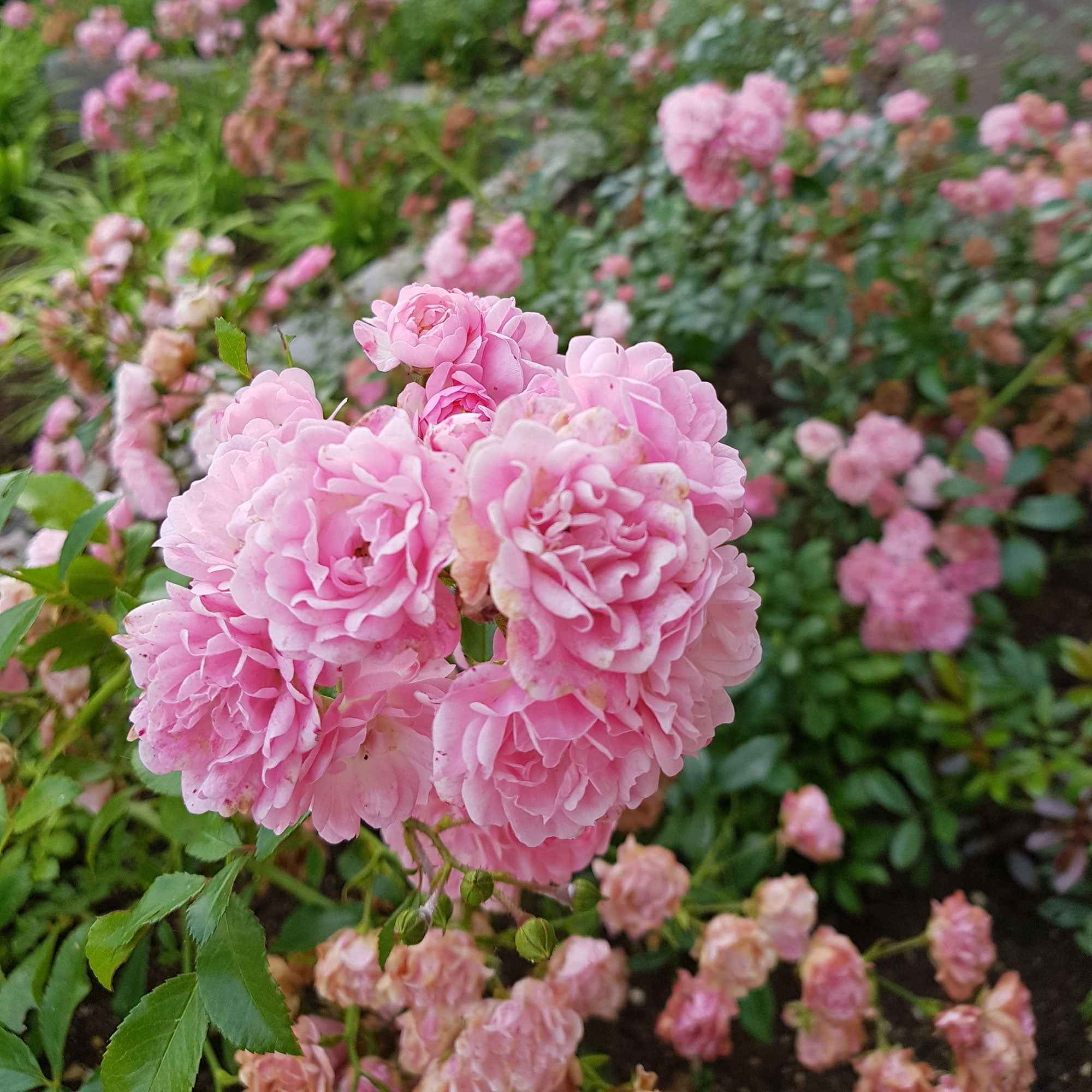 Bakker Rosiers The Fairy rosier à massif pot 3L rose