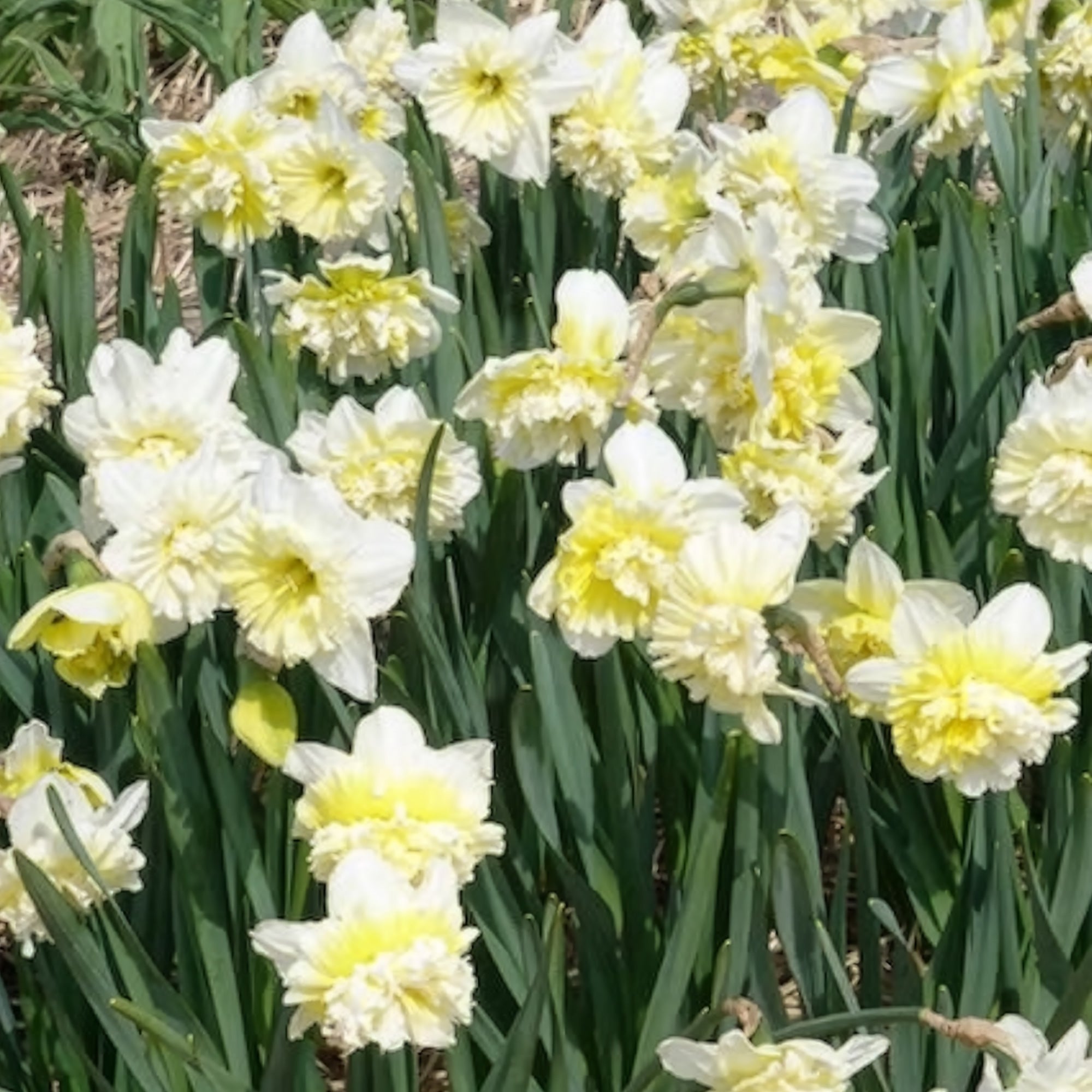 Bakker Bulbes 5 Narcisses Ice King bulbes jaune sachet 5