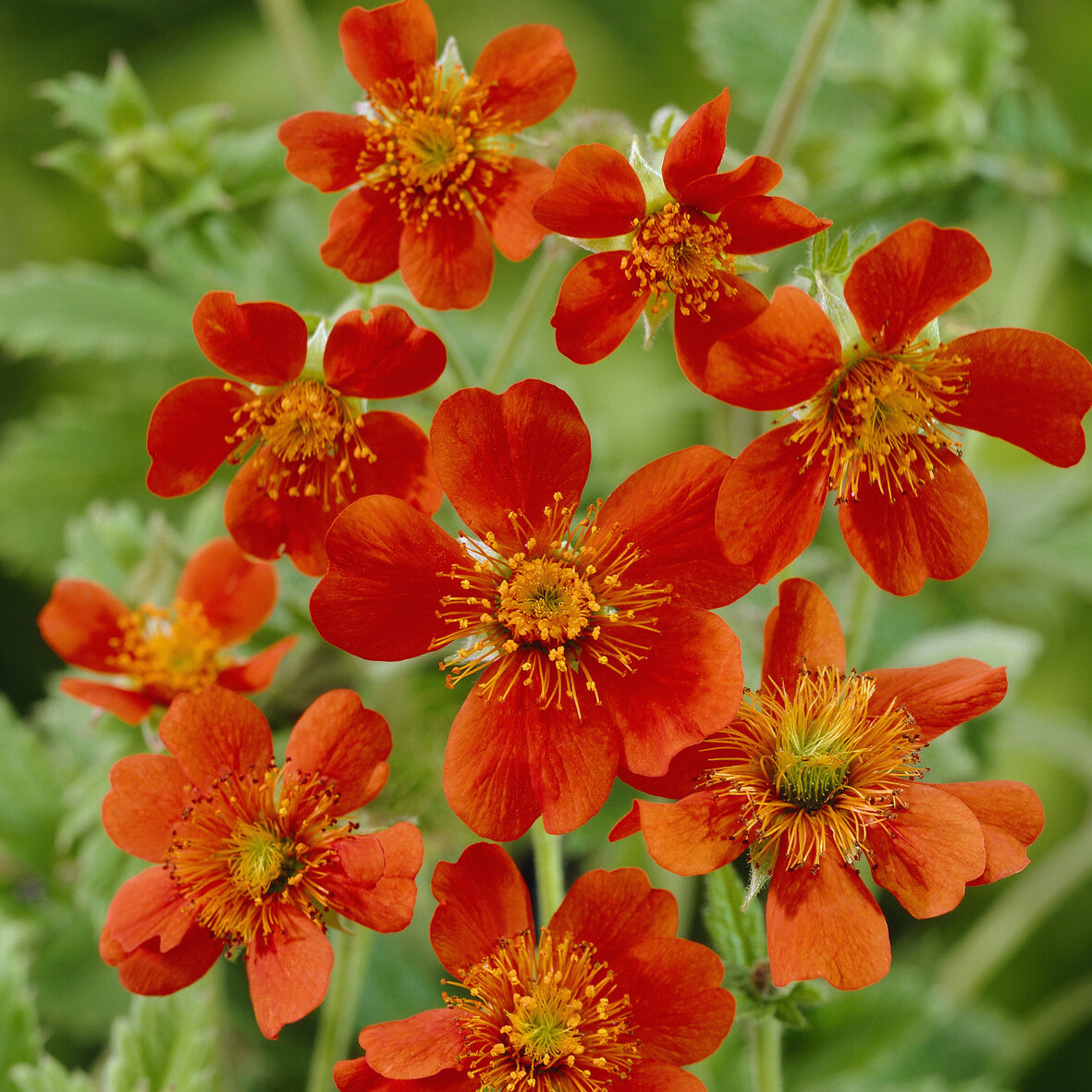 Bakker Benoîte Orange Borisii vivace pot 9cm soleil