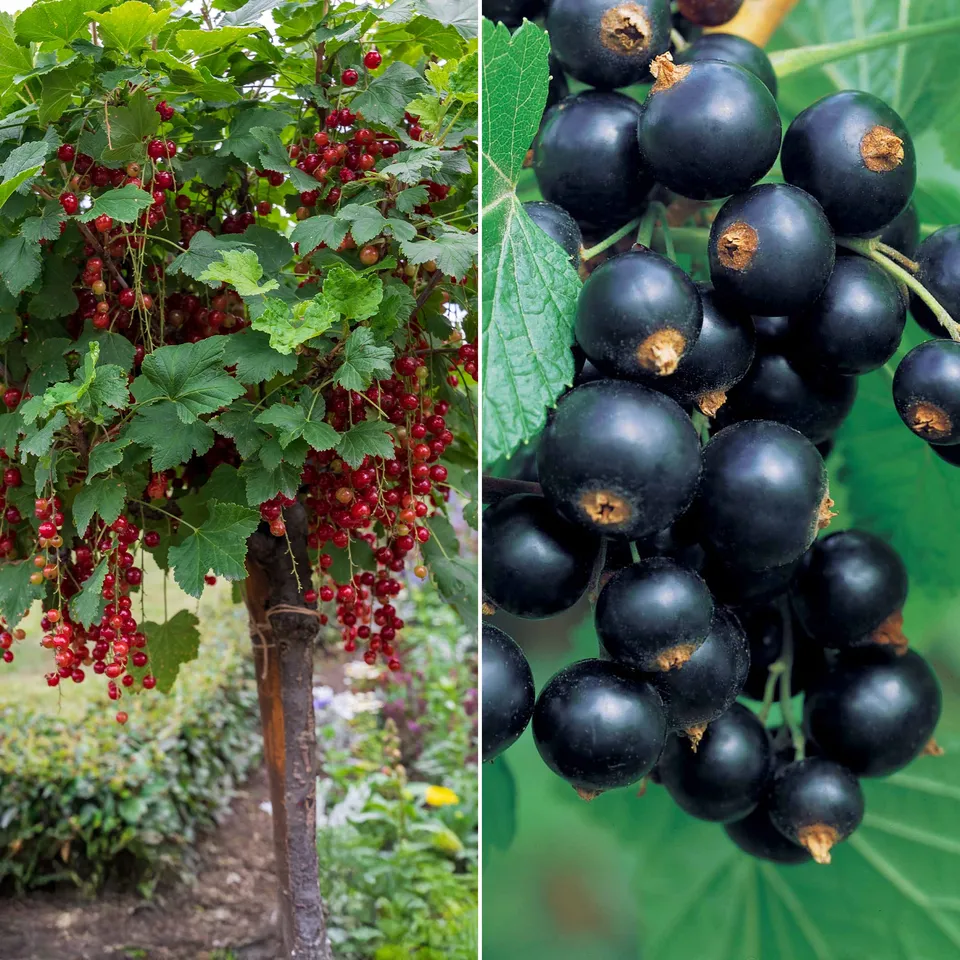 Bakker Fruitiers Groseillier Cassis tige 100cm 2 pots 2L