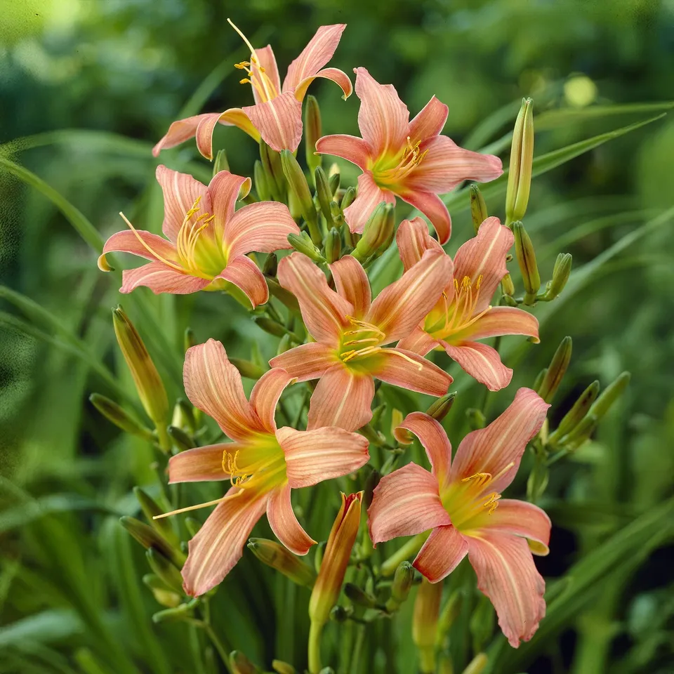 Bakker Hémérocalle Pink Charm vivace pot 9cm orange