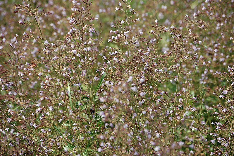 Calamintha nepeta Blue Cloud petit calament godet bleu lavande