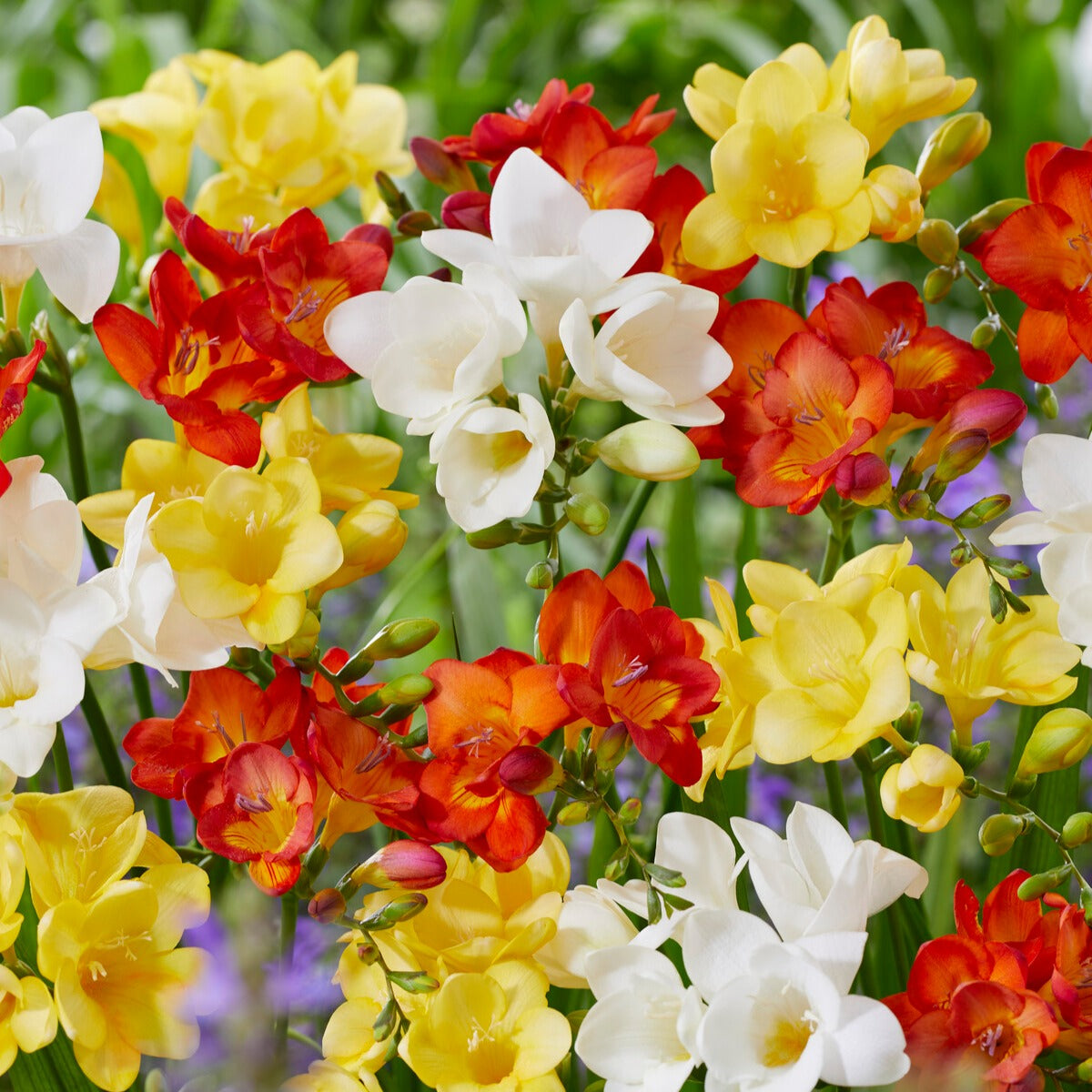 Bakker Pack bulbes à fleurs 312 bulbes massif et pot