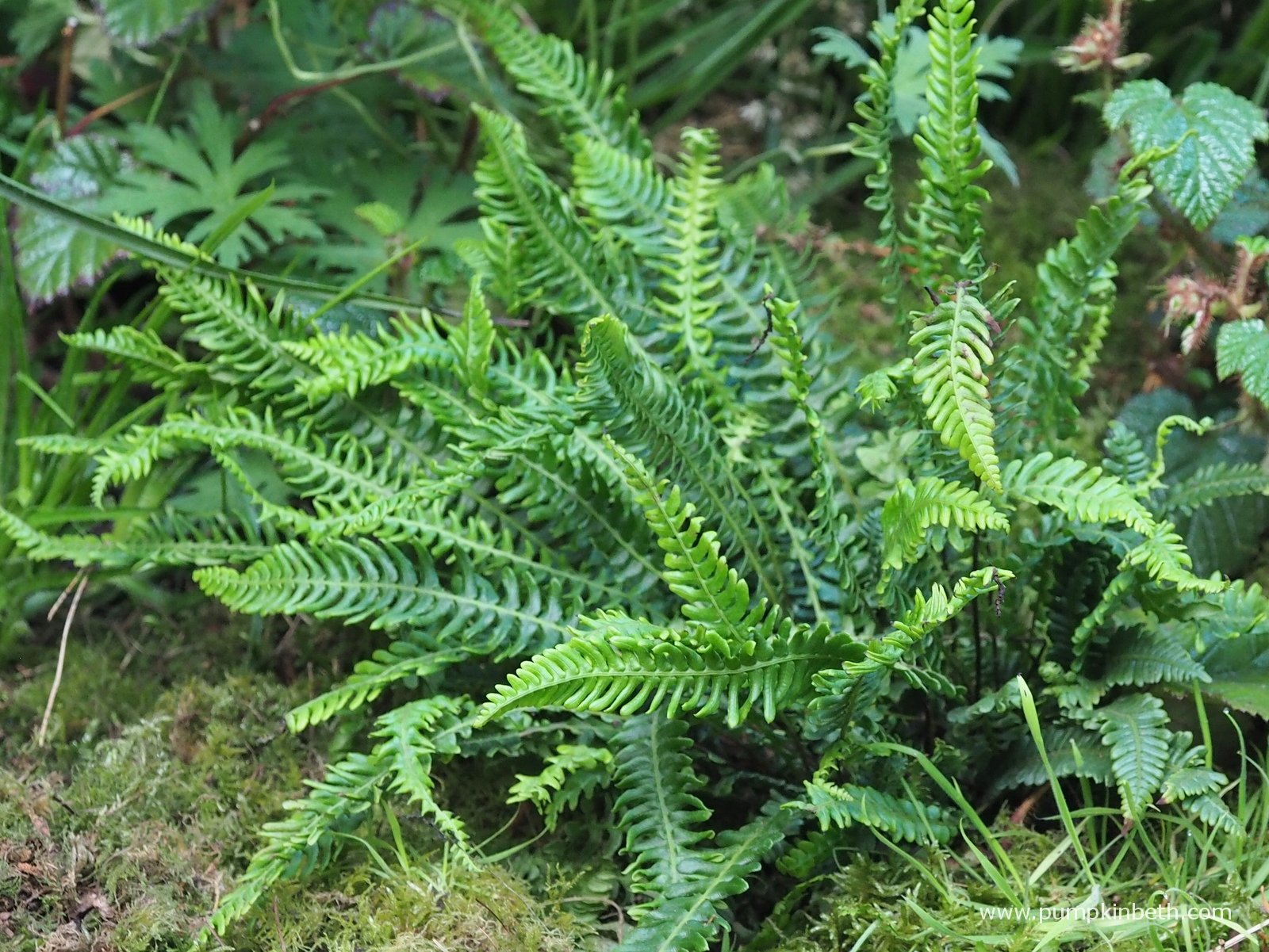 Blechnum spicant fougère persistante pot 1 litre vert foncé