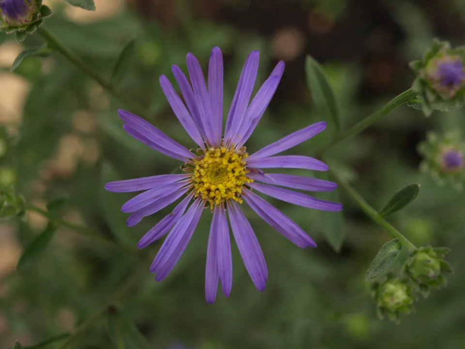 Passion Vivaces Aster amellus Framfieldii vivace godet lavande