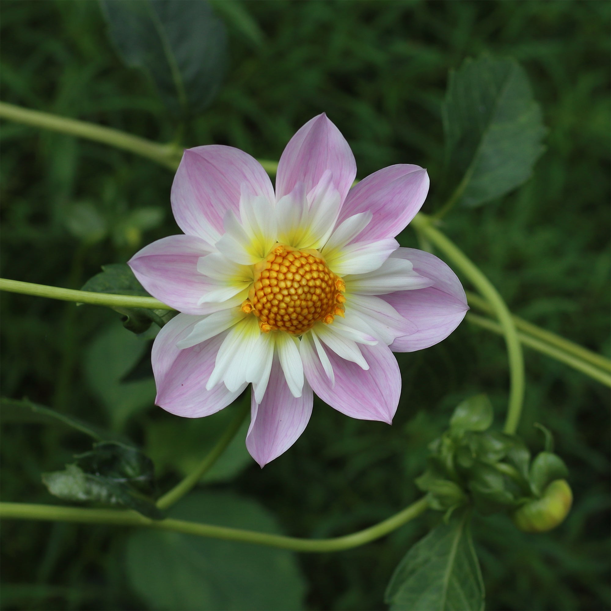 Bakker Bulbes à fleurs Dahlia collerette Teesbrooke Audrey bulbe calibre I