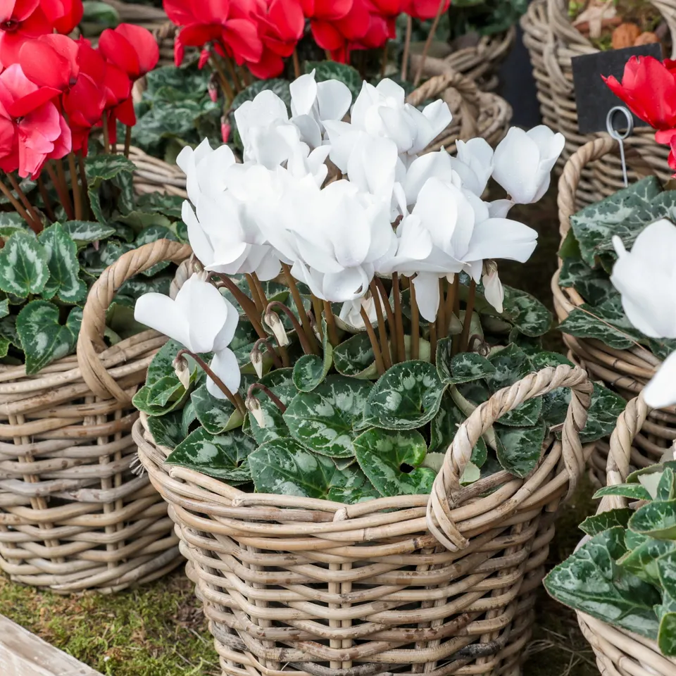 Bakker Cyclamens blancs lot 3 pots 10.5cm fleur hiver