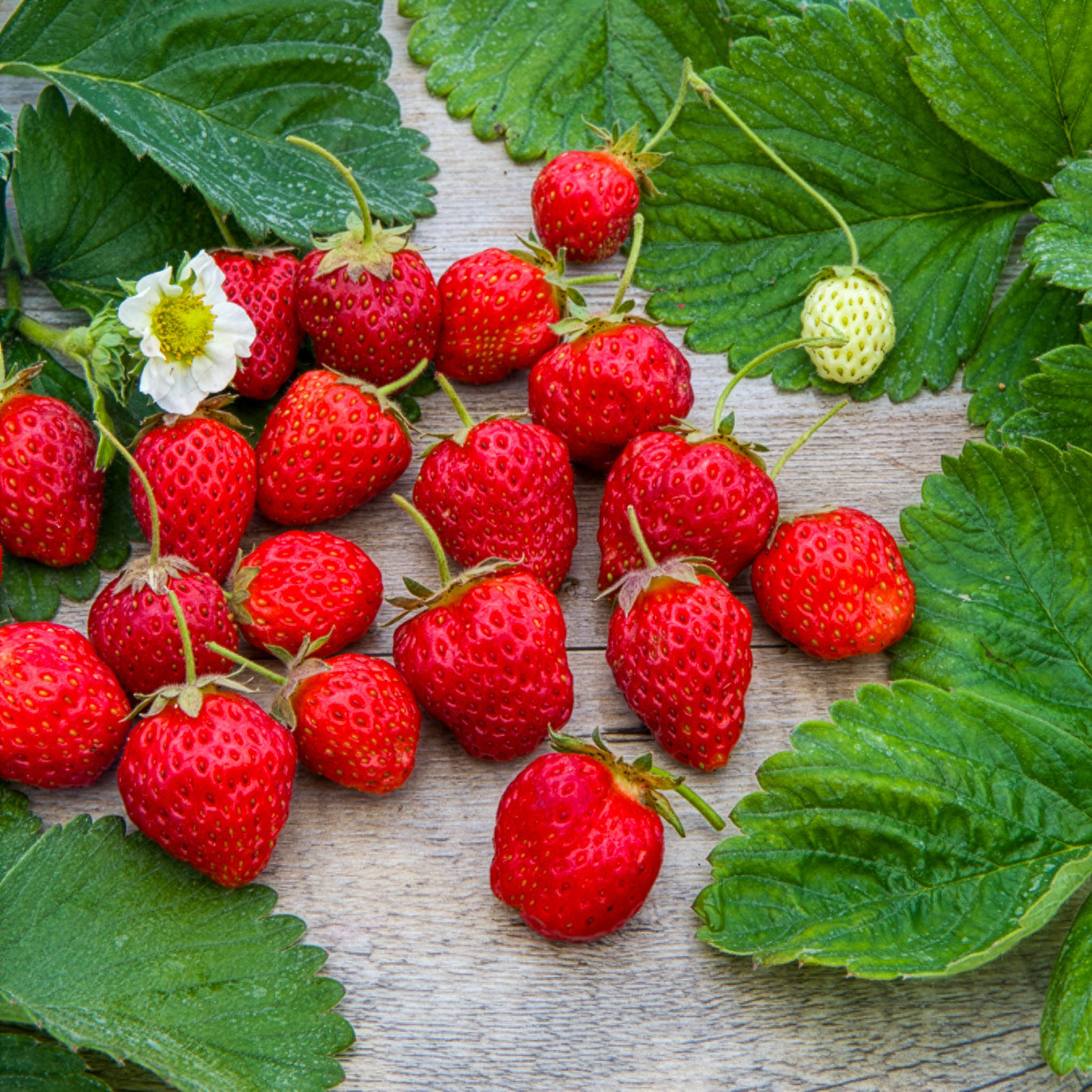 Bakker Fruitiers Fraisier remontant Gento plante 6 pots 7cm