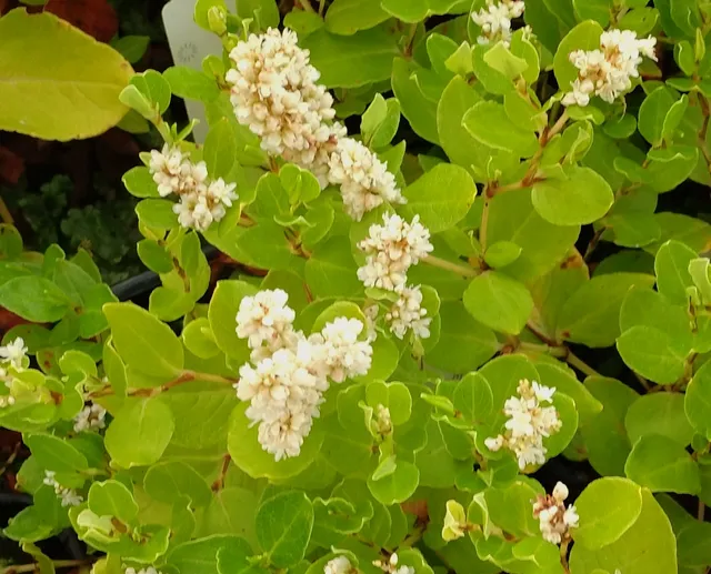 Passion Vivaces Persicaria Kahil plante vivace couvre-sol blanc crème