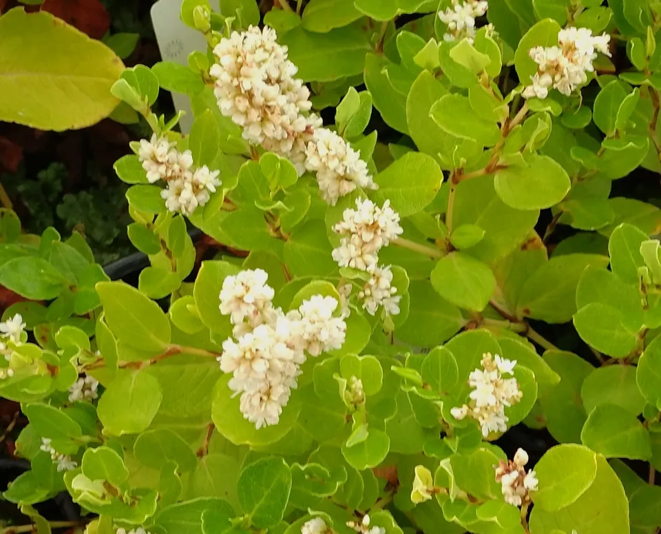 Passion Vivaces Persicaria Kahil plante vivace couvre-sol blanc crème