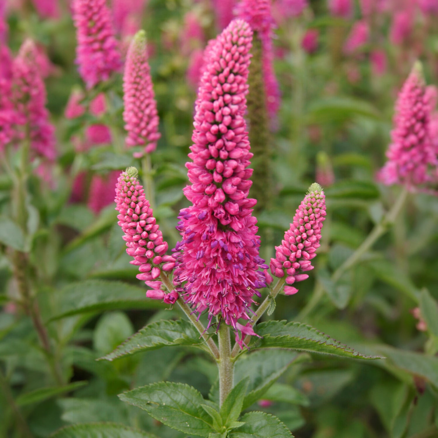 Bakker Véronique Rotfuchs vivace pot Ø9cm épis fuchsia