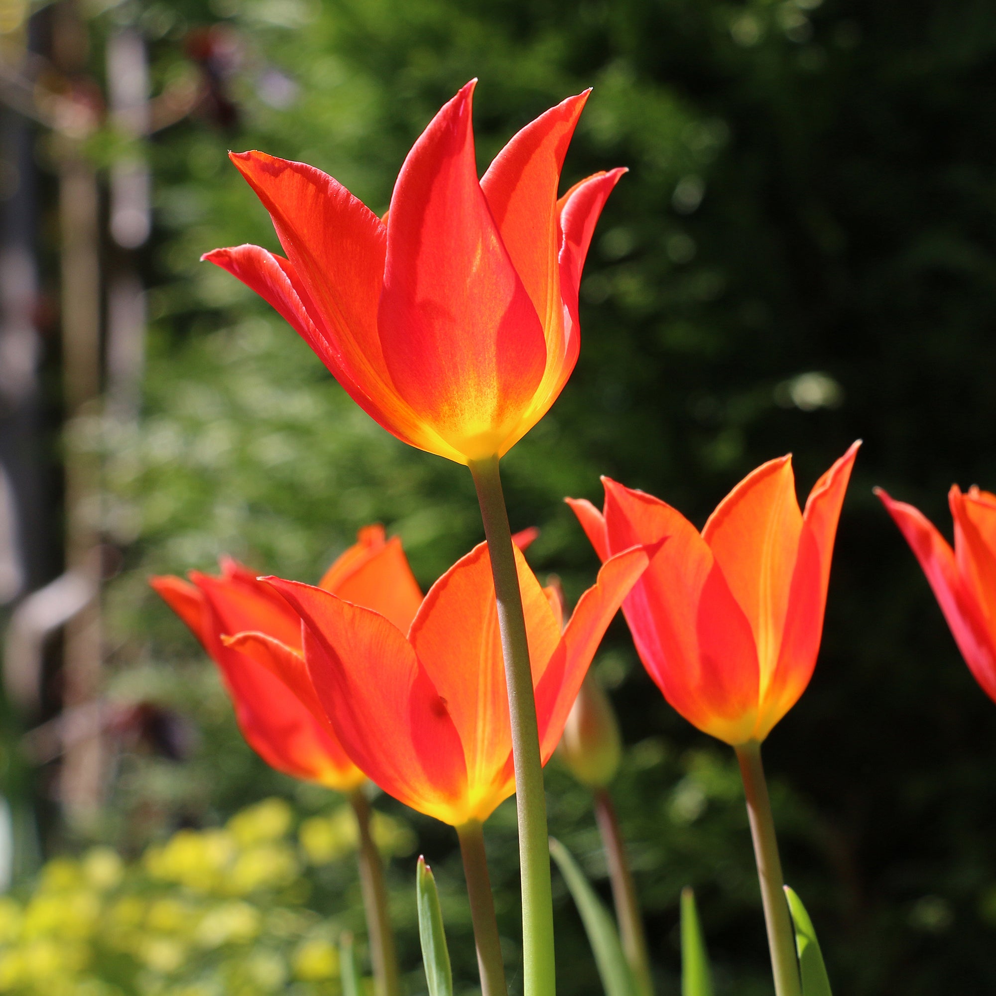 Bakker Tulipe Ballerina bulbe fleur sachet 7 bulbes orange parfumée