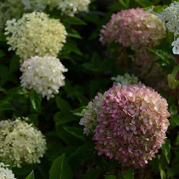 Bakker Hortensia Romantic Ace arbuste pot 8cm blanc crème