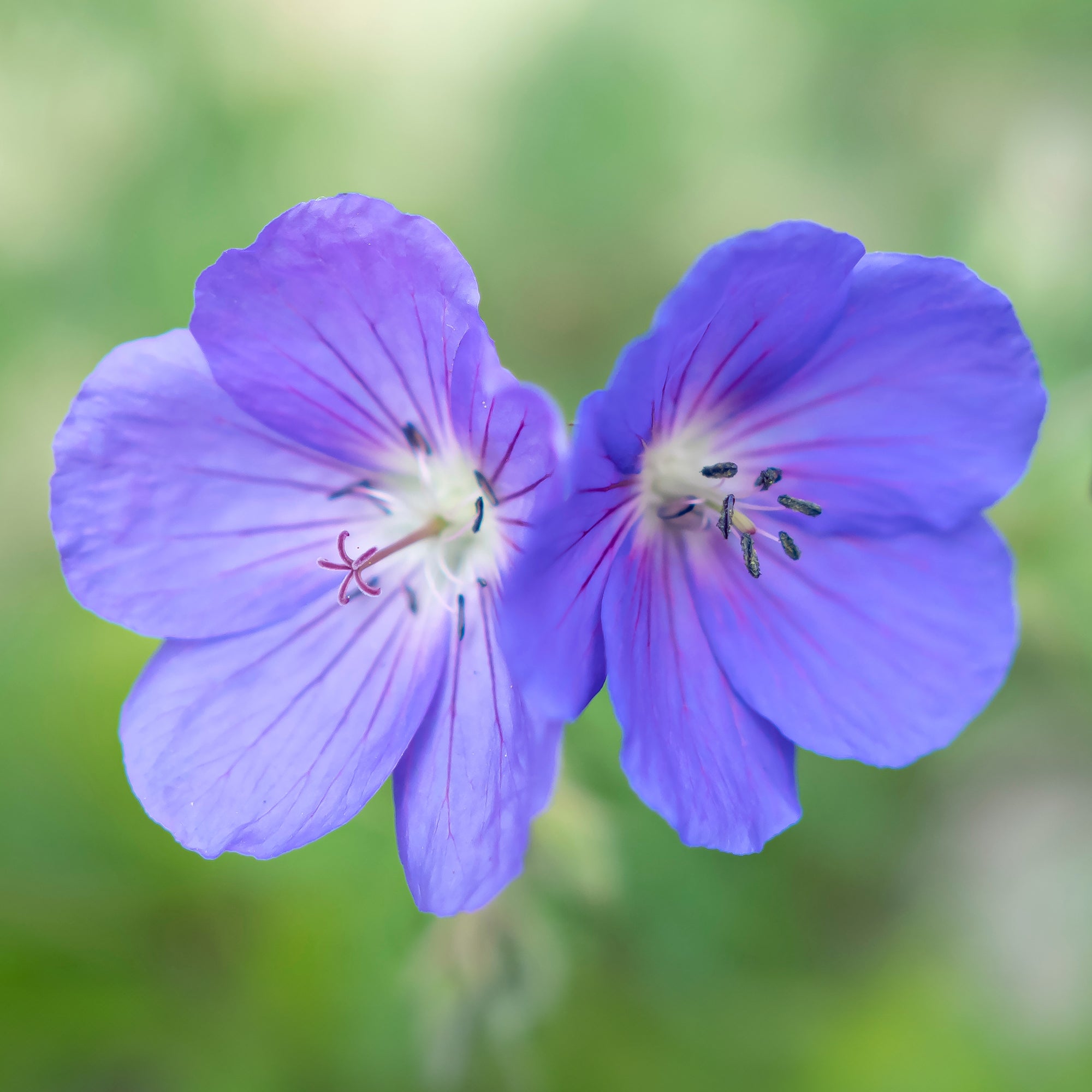 Bakker Géranium vivace Brookside plante vivace pot 9cm violet
