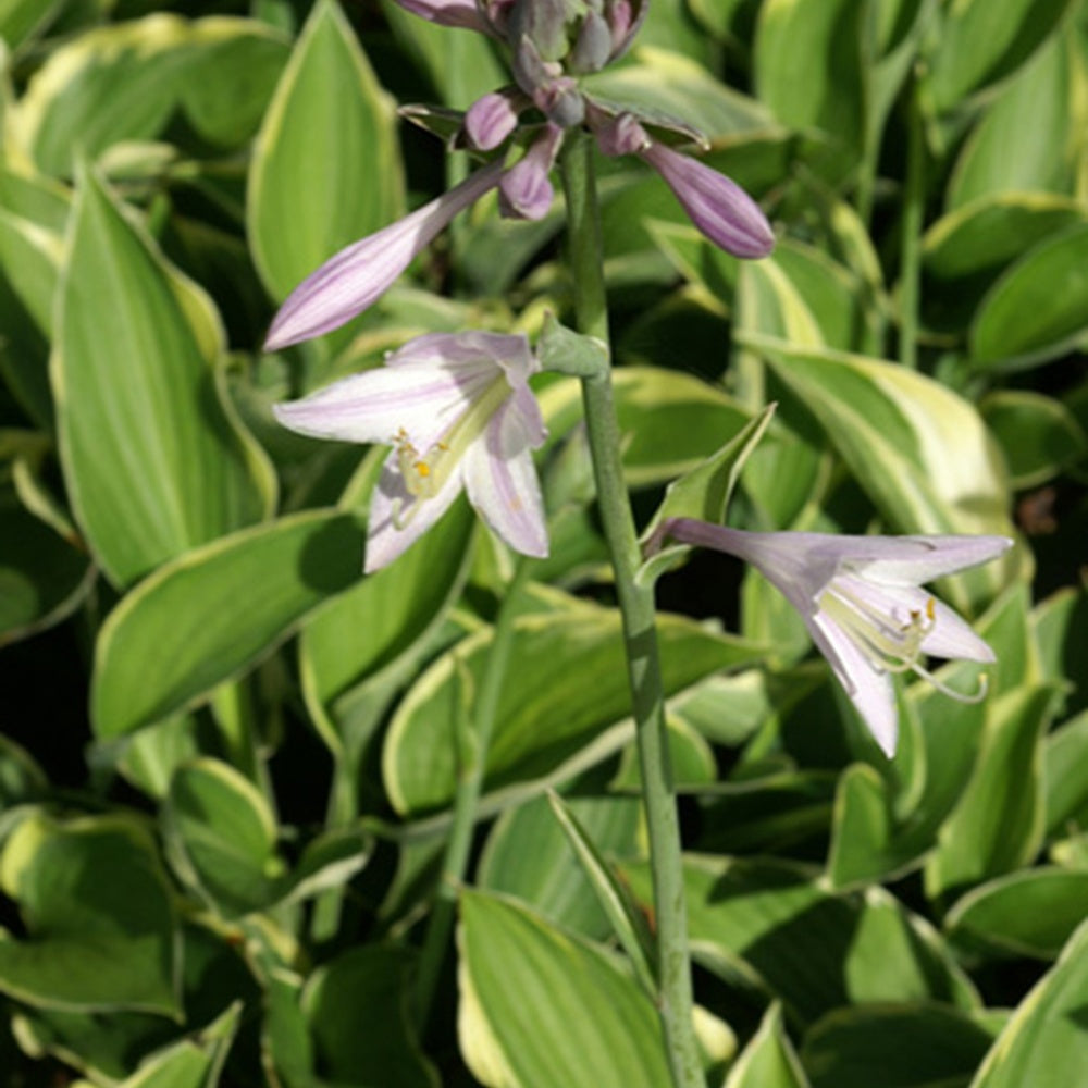 Bakker Normalis hosta vivace doré pot Ø 9cm