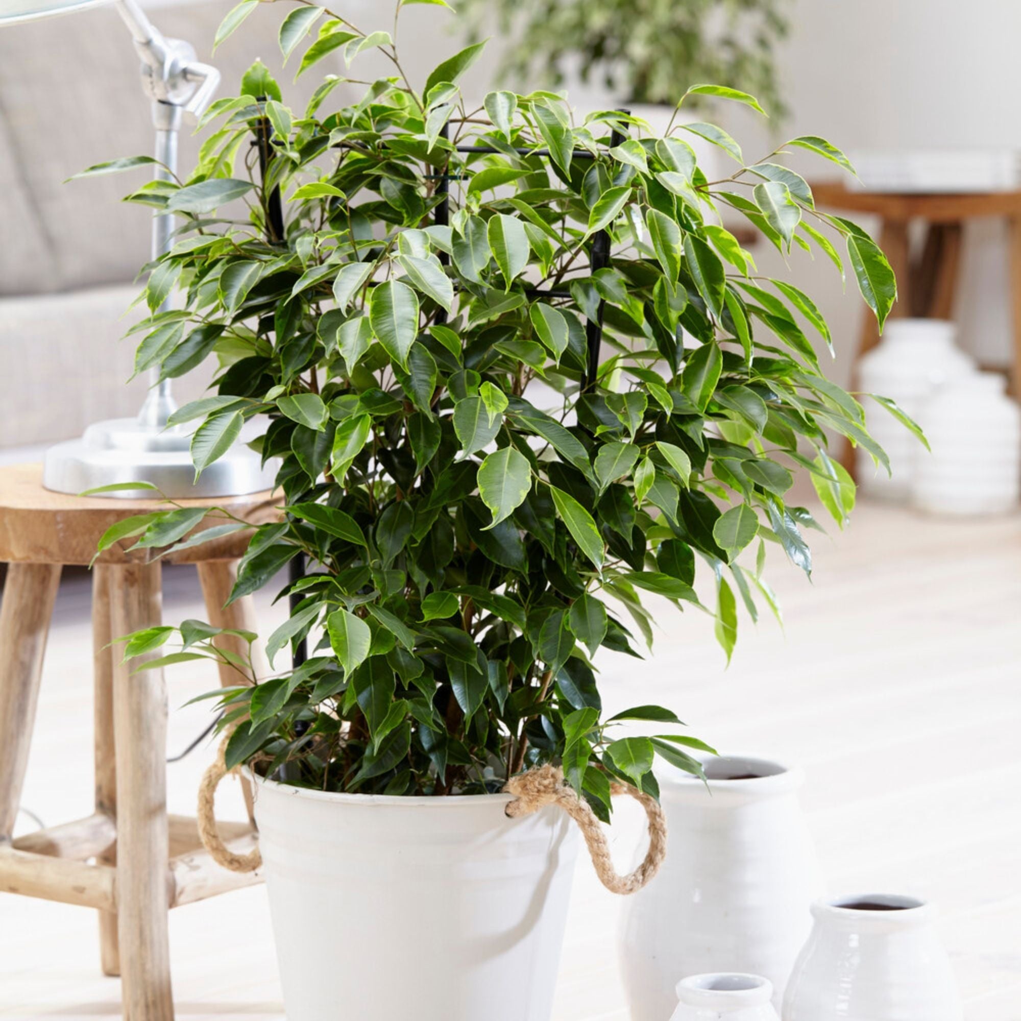 Bakker Ficus benjamina Anastasia plante pot 17cm 60-80cm
