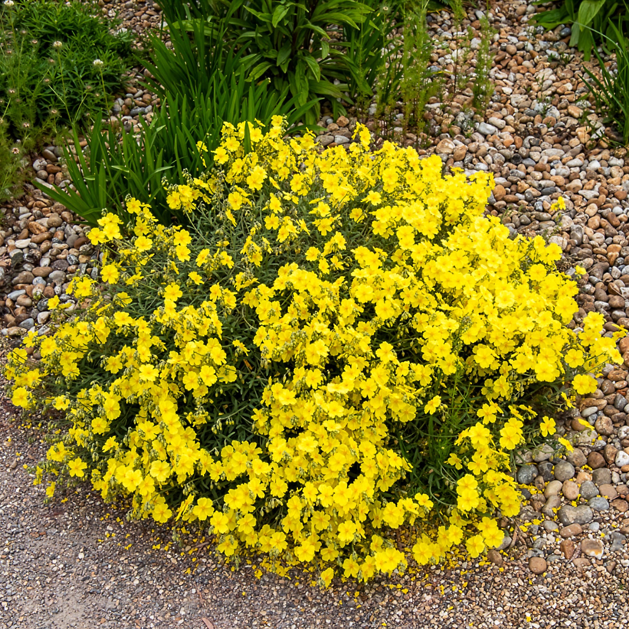 Bakker Hélianthème Wisley Primrose vivace pot 8cm jaune