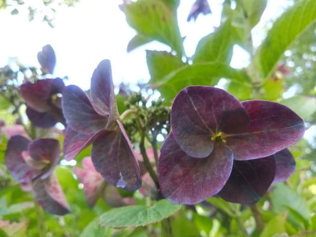 Les Hortensias du Haut Bois Zeizig hortensia fleurs plates godet