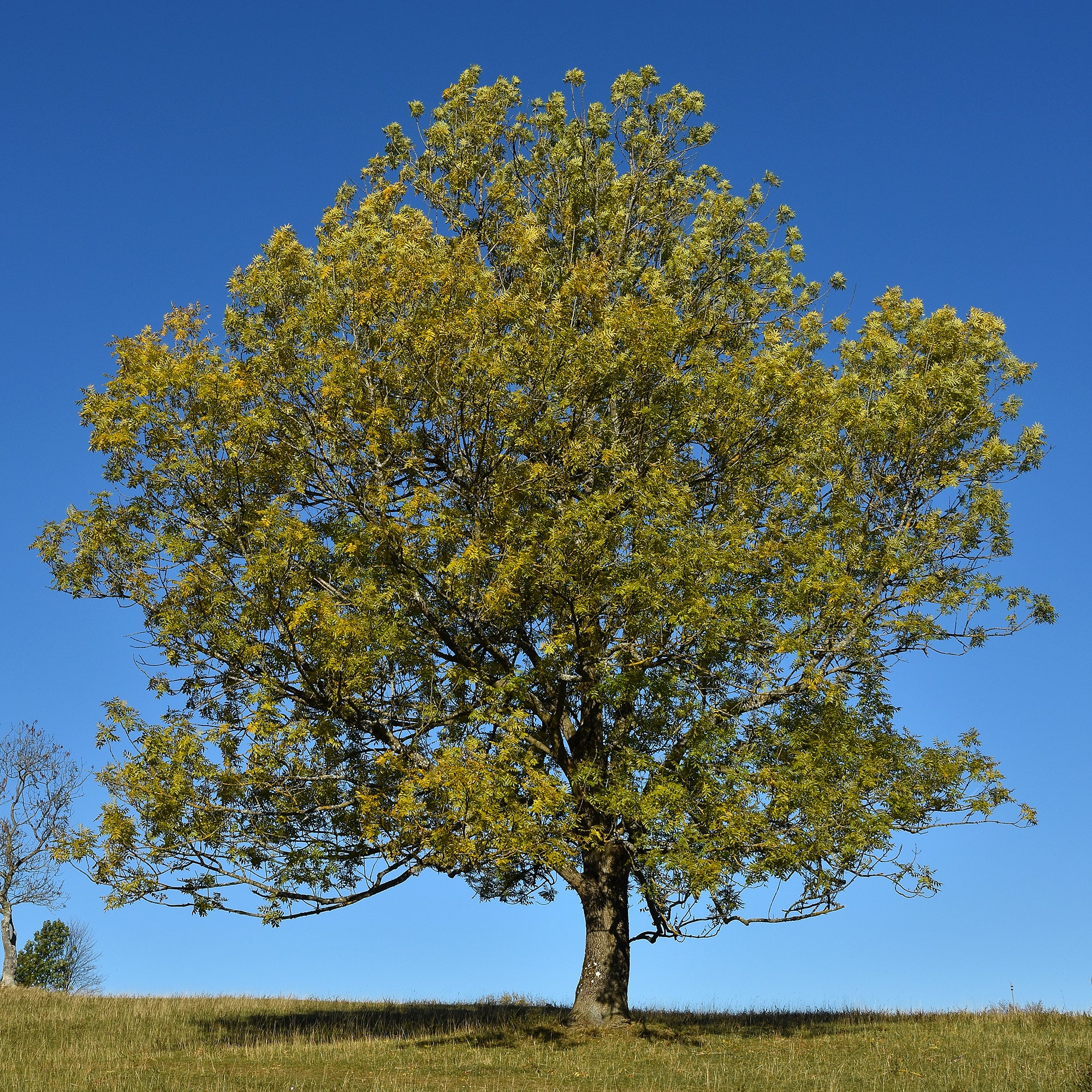 Bakker Arbustes Frêne élevé arbre pot 2L 60-80cm