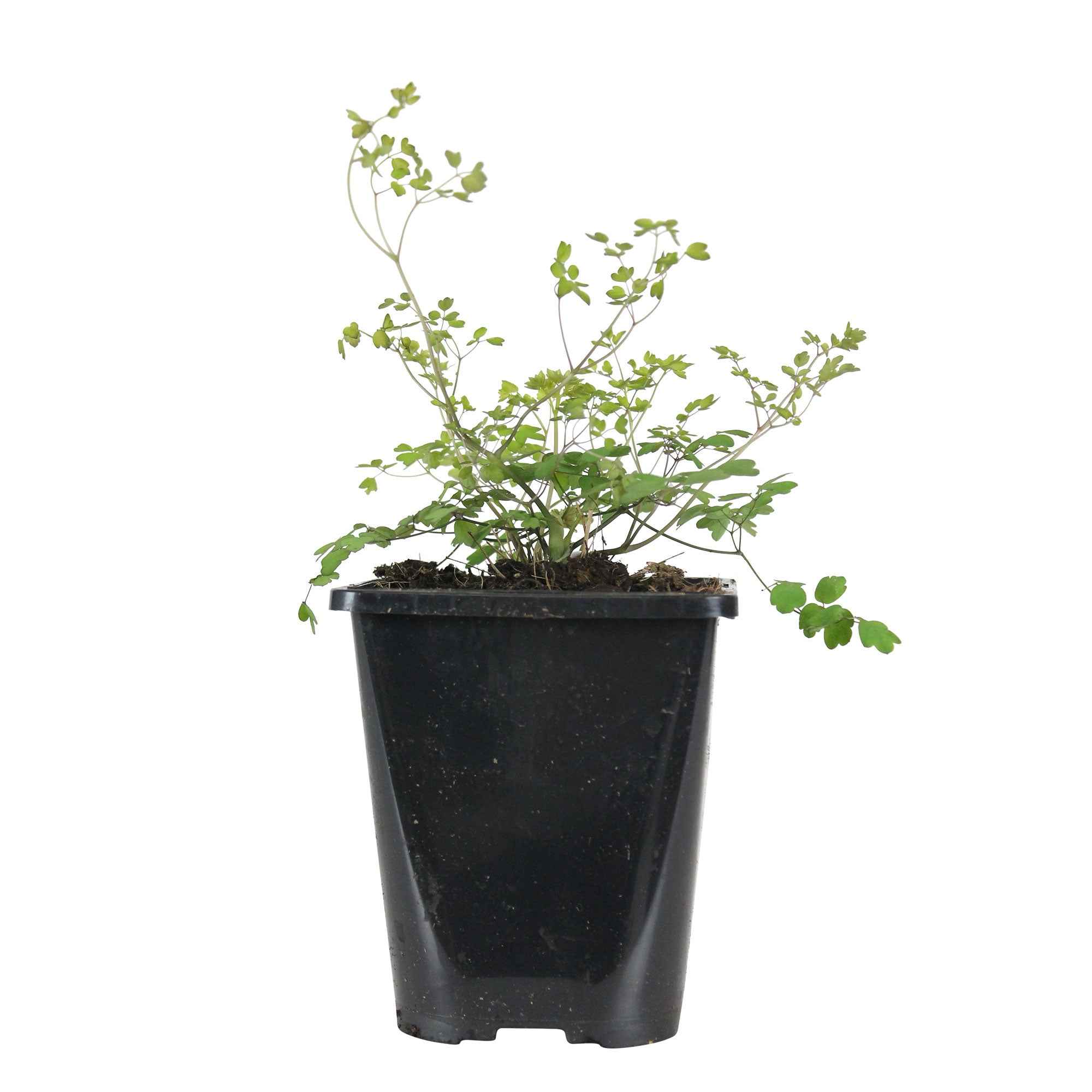 Bakker Pigamon du père Delavay pot 9cm vivace violette mi-ombre