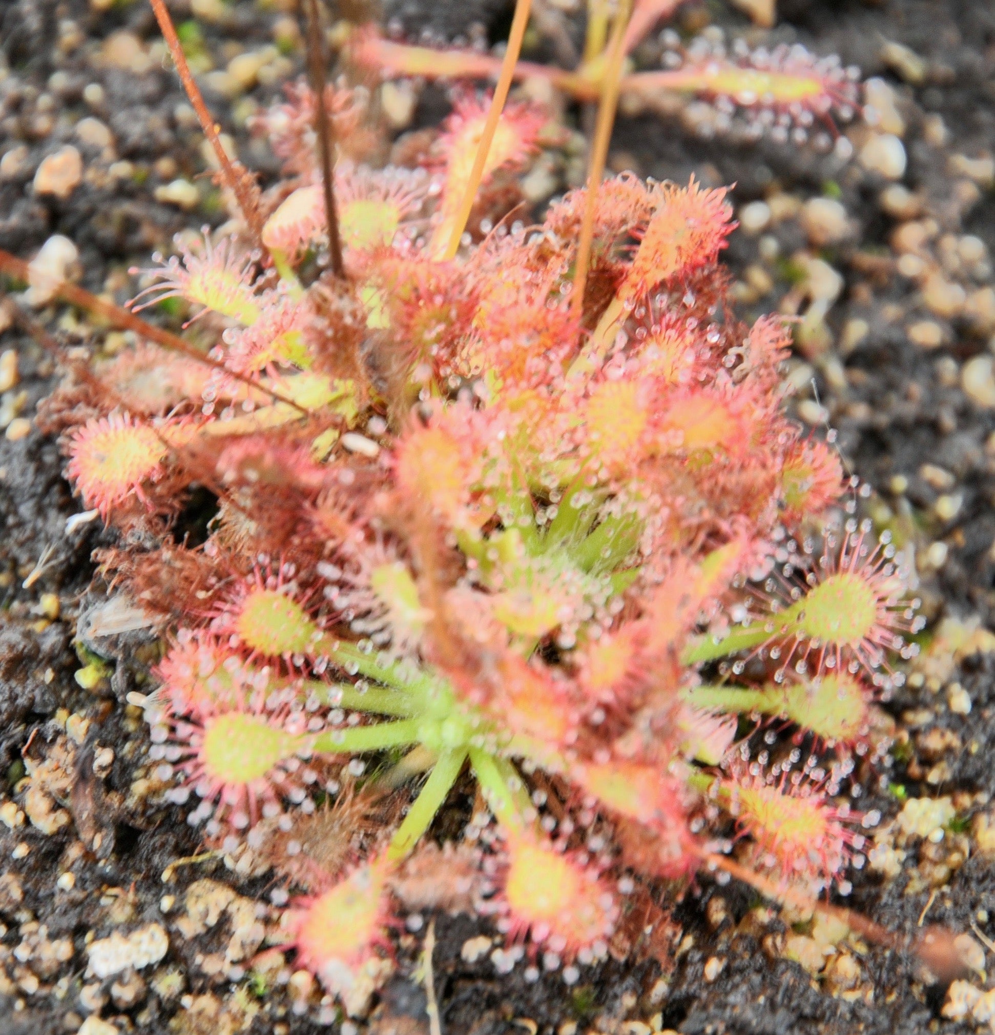 Carniflore Drosera capillaris fleur blanche plante carnivore adulte