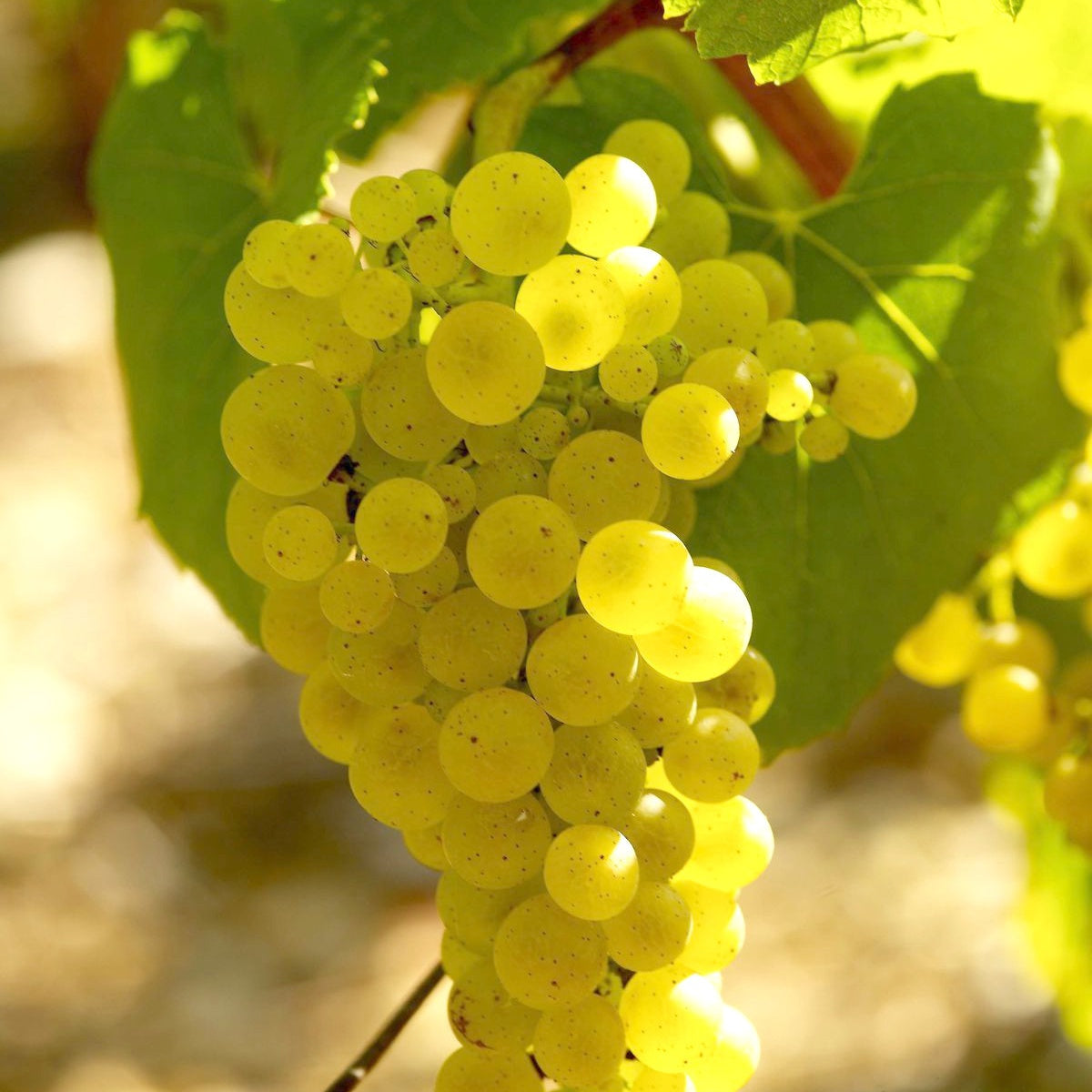 Bakker Vigne Vitis Vinifera lot 3 mottes 20-40cm