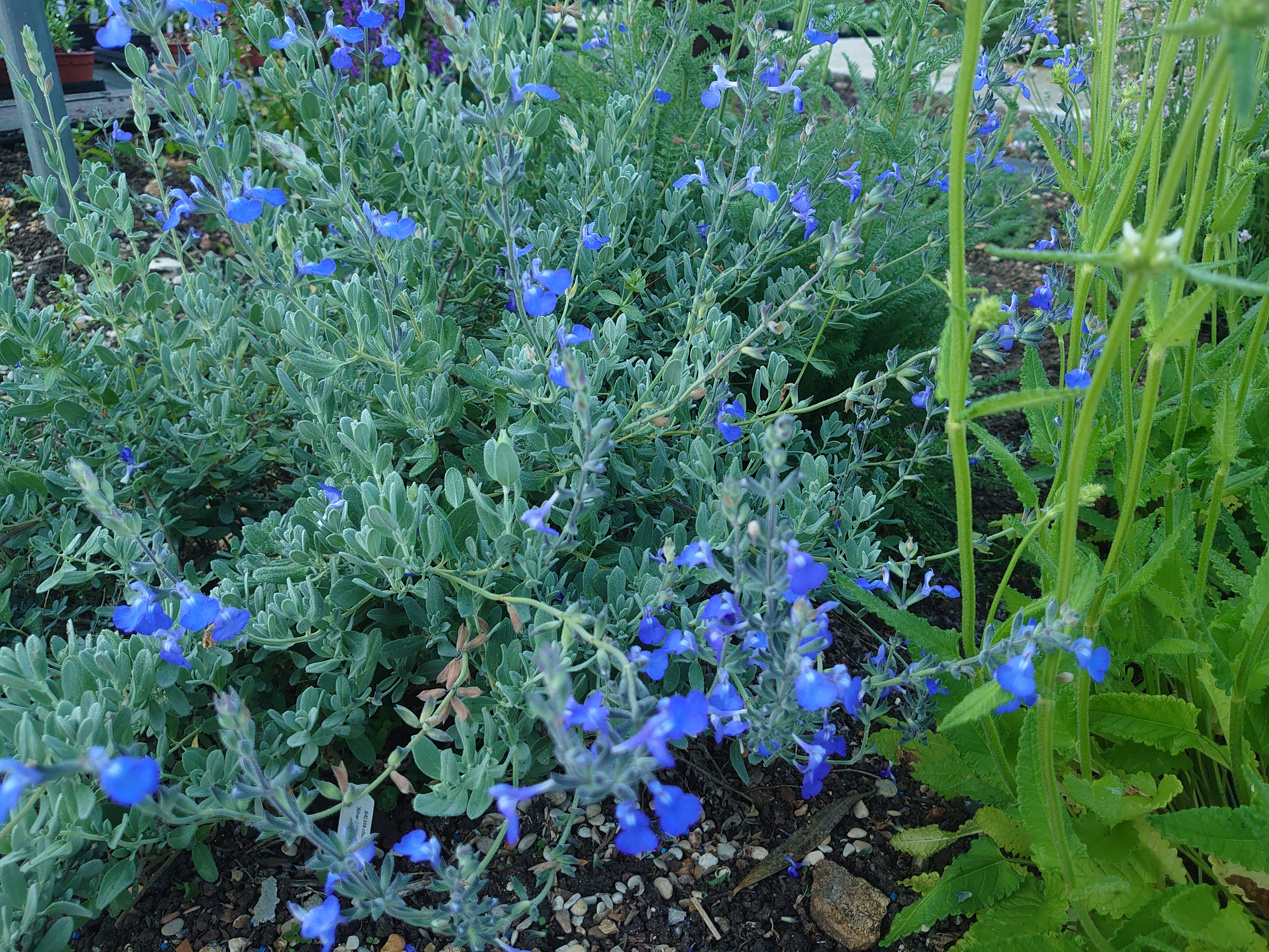 Passion Vivaces Salvia chamaedryoides Silver Leaves sauge pot 1 litre