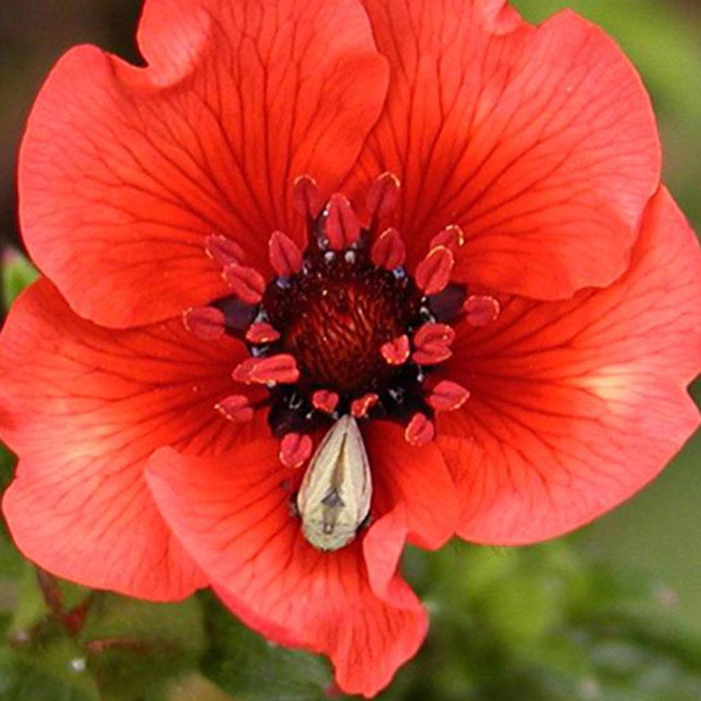Bakker Potentille sanguine Potentilla vivace pot 8cm rouge