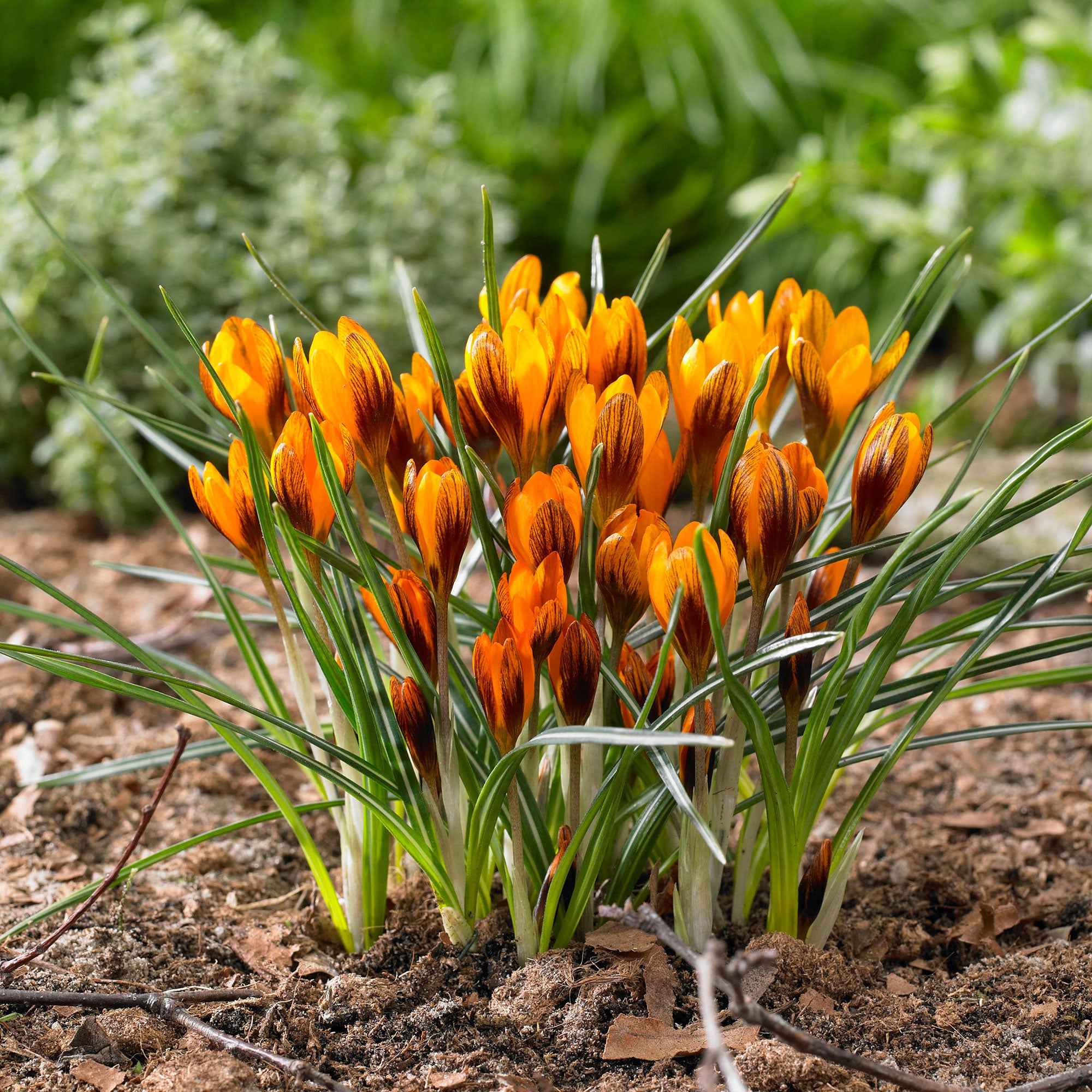Bakker Bulbes 15 Crocus orange sachet floraison février