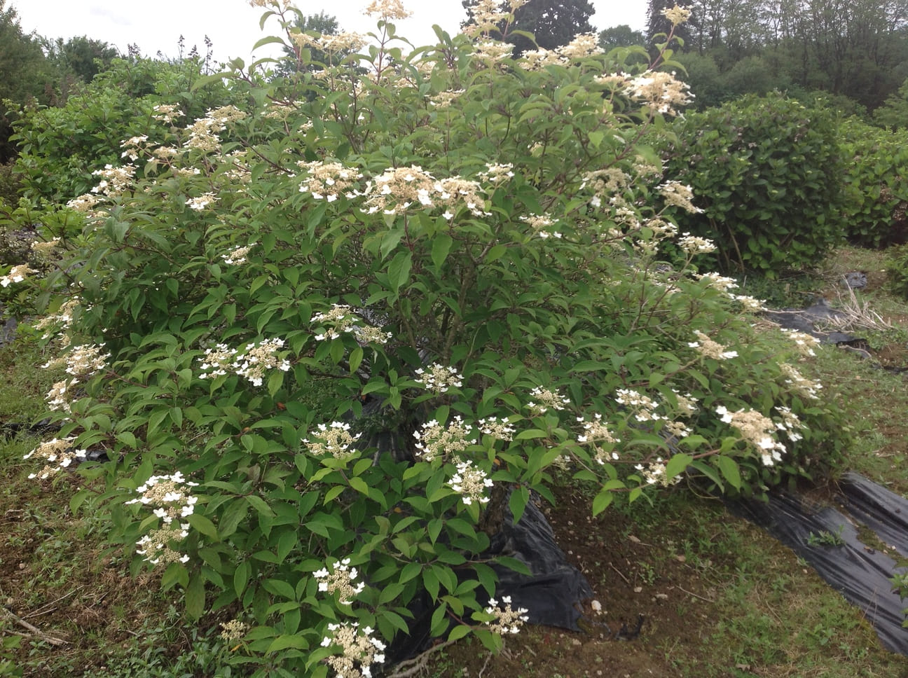 Hydrangea heteromalla Krista hortensia fleurs plates blanc godet