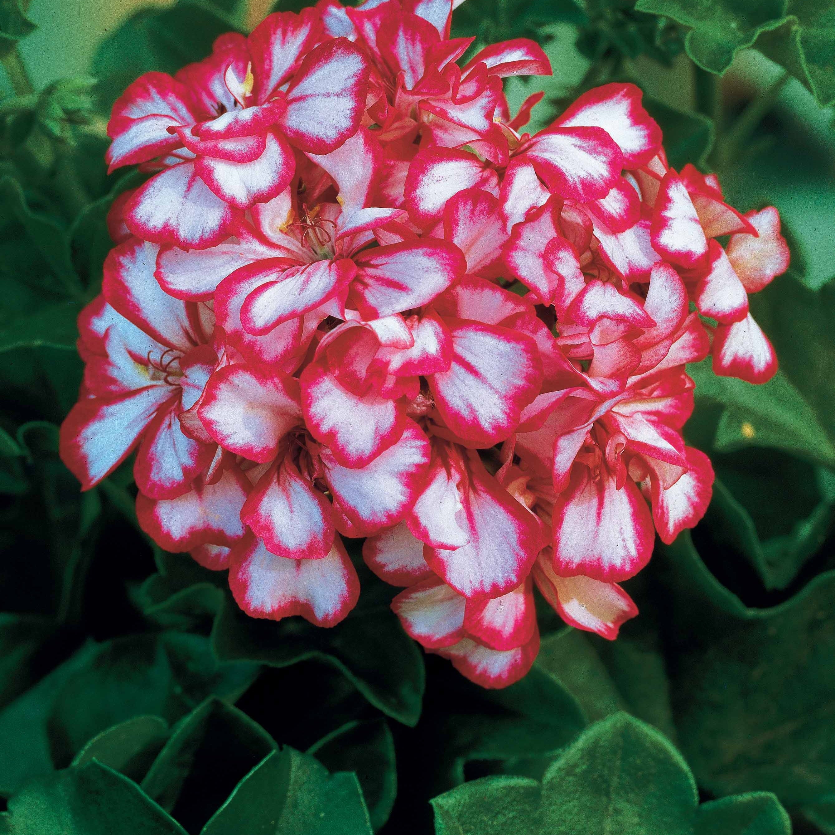 Bakker Géraniums-lierres rouge bicolore 6 pots Ø10,5cm