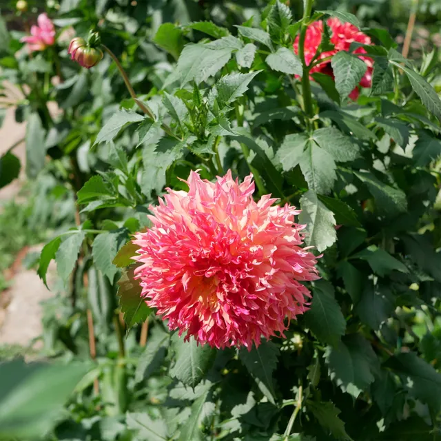 Bakker Dahlia Fubuki Myrtle's Folly 1 bulbe rose