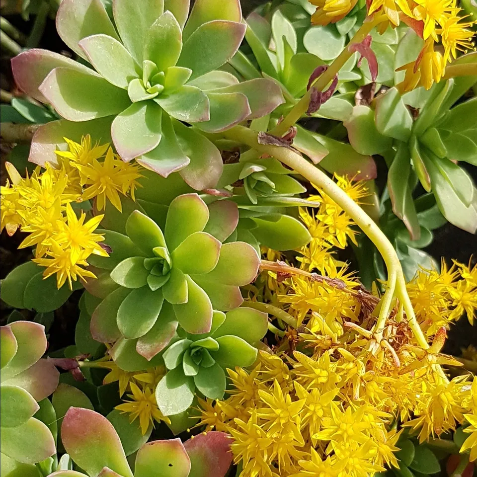 Bakker Sedum palmeri orpin plante vivace pot Ø 9cm lot de 2