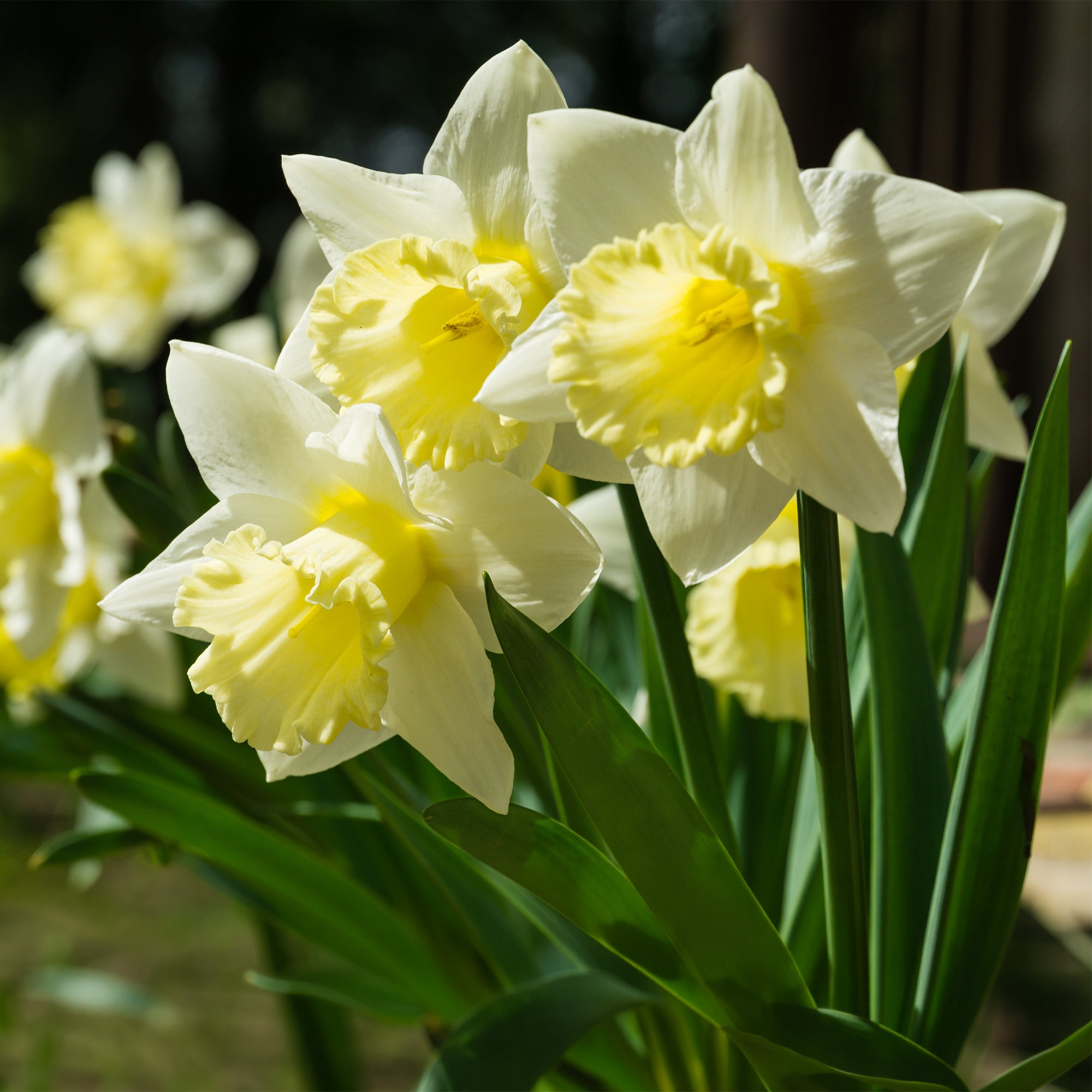 Bakker Narcisse Mount Hood bulbe x5 blanc