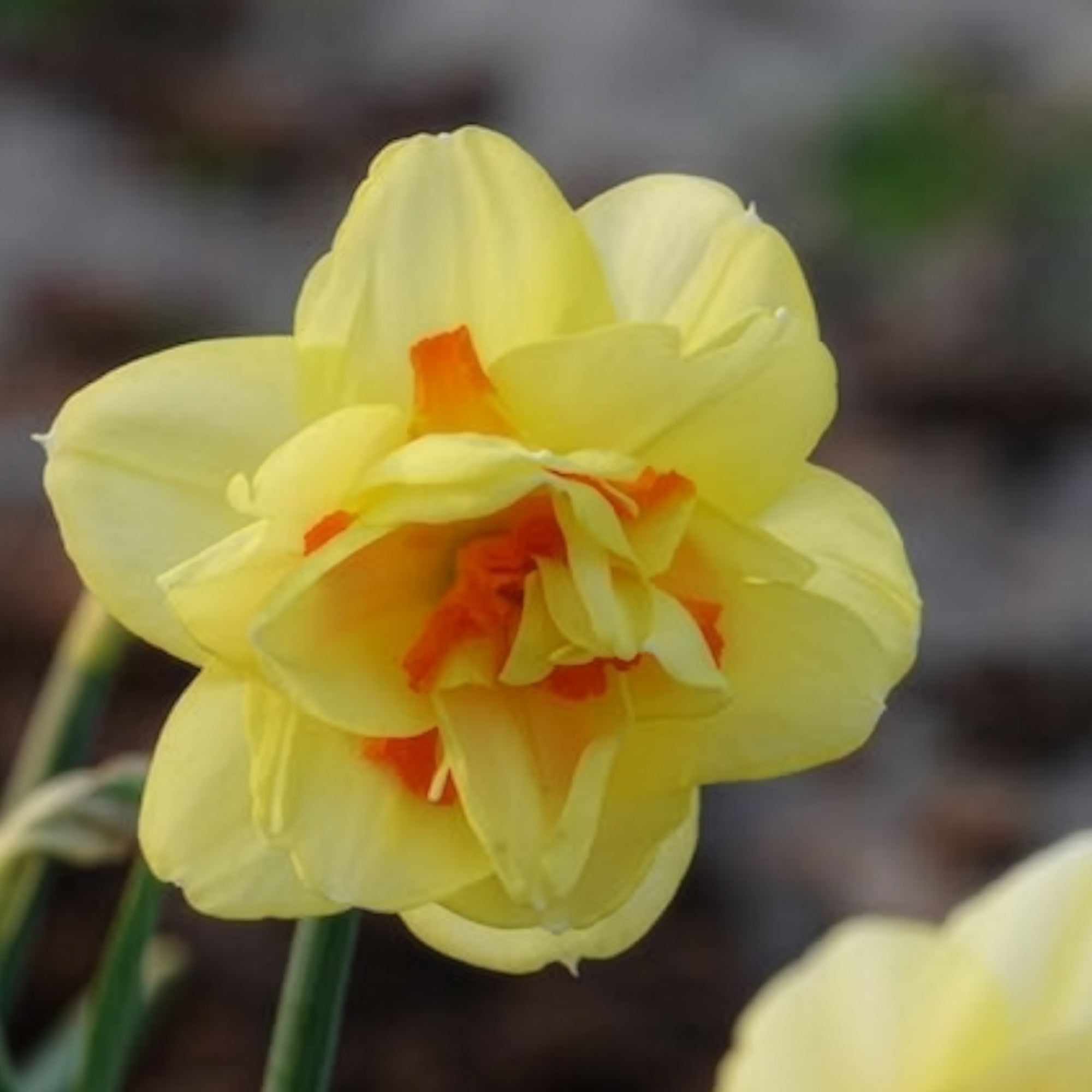 Bakker Tahiti narcisse double sachet 10 bulbes jaune