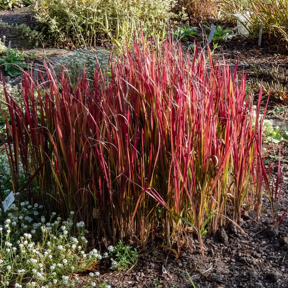 Bakker Imperata Red Baron graminée 2 pots 9cm feuillage rouge