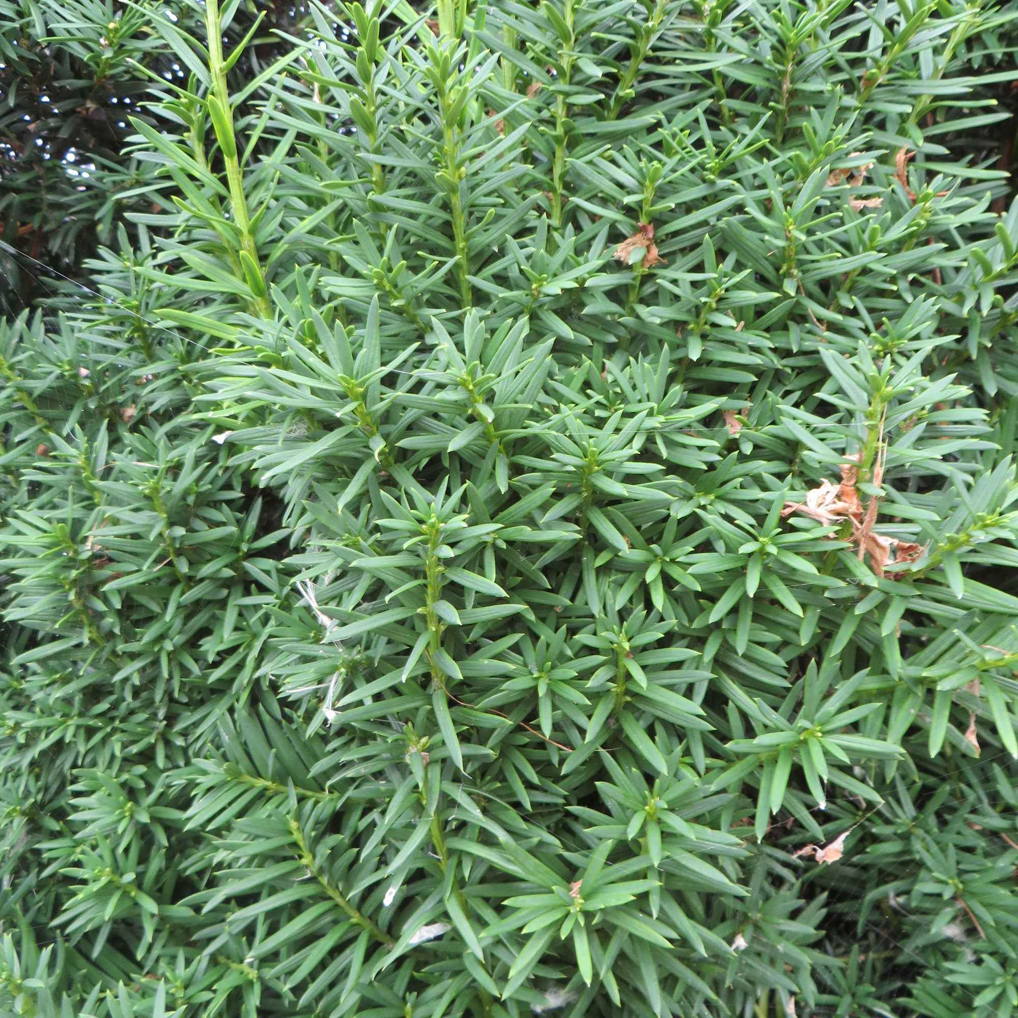 Bakker If Hicksii conifère 5 pots 9cm 20-30cm ombre
