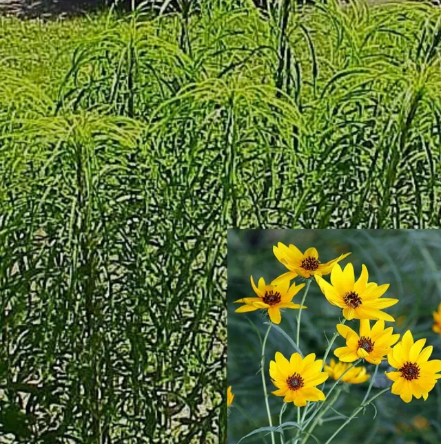 Passion Vivaces HELIANTHUS salicifolius orygalis tournesol jaune