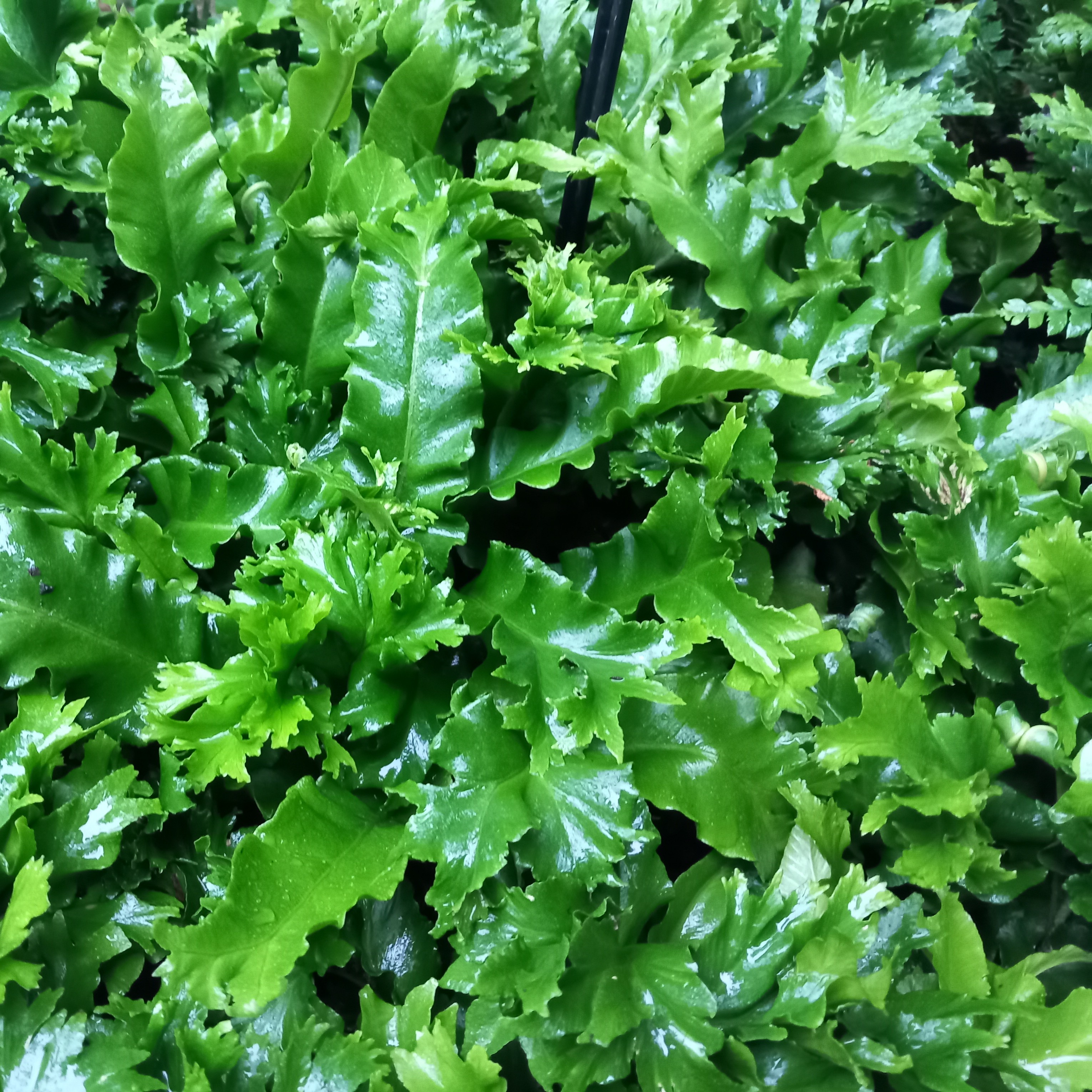 Asplenium scolopendrium Cristata fougère godet vert clair