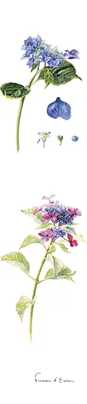 Les Hortensias du Haut Bois Planche botanique 1 marque-page