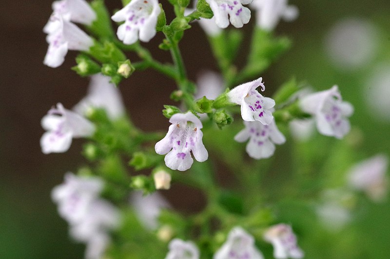 Passion Vivaces Calamintha nepeta vivace godet mauve pâle